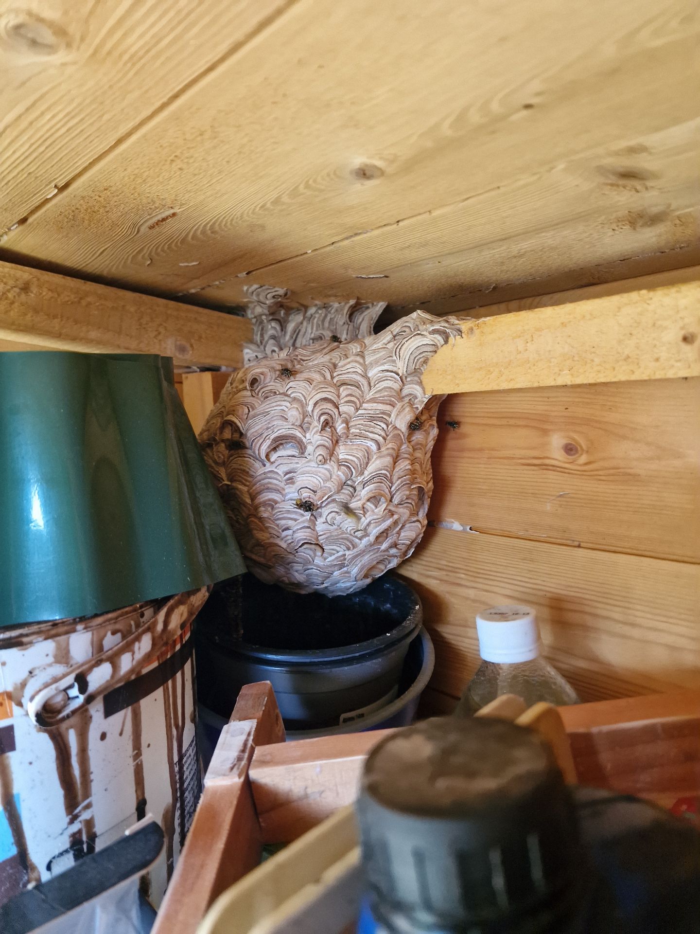 Wasp nest in Shed - Herd Pest Control