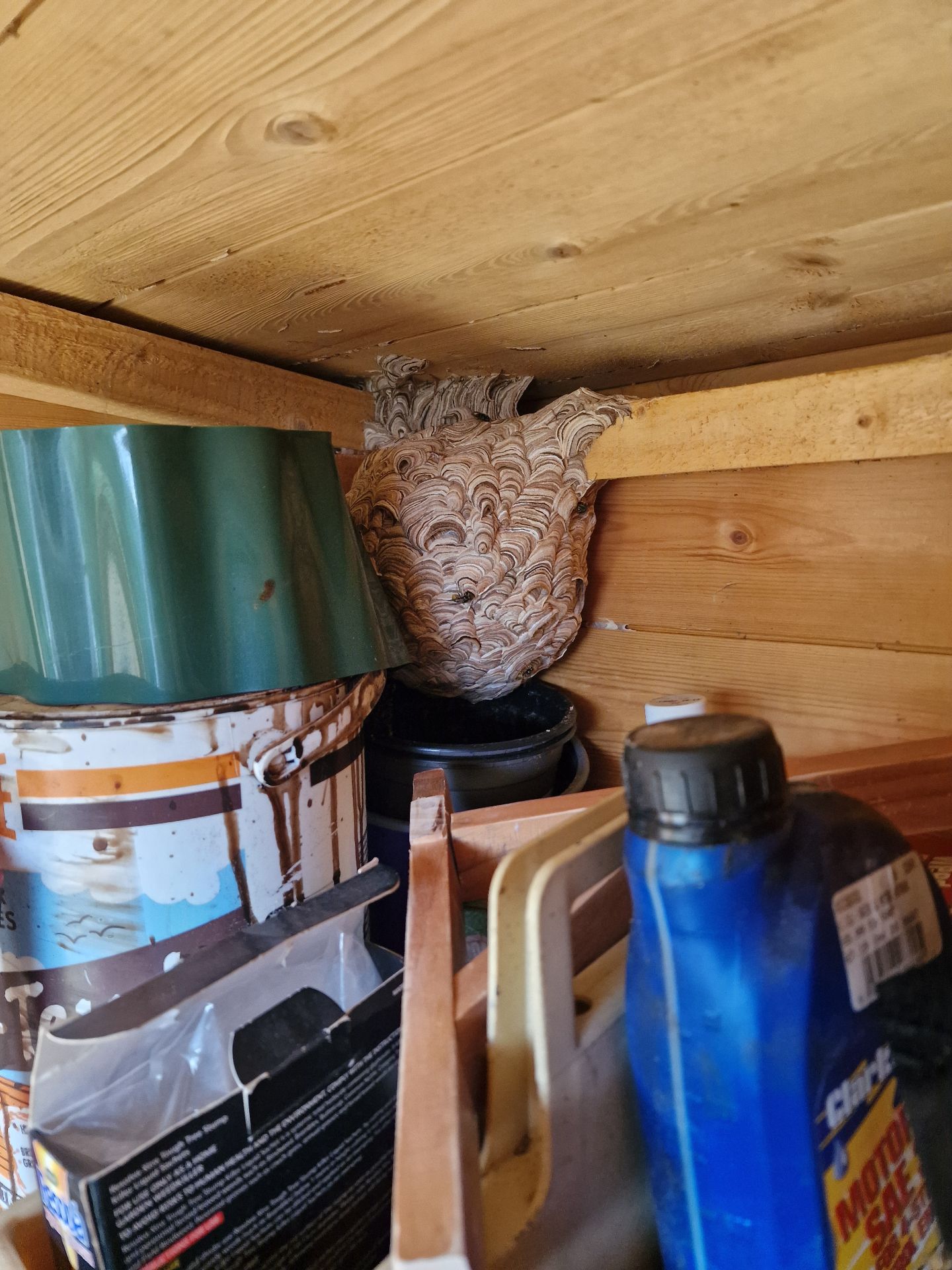 Wasp nest in Shed - Herd Pest Control