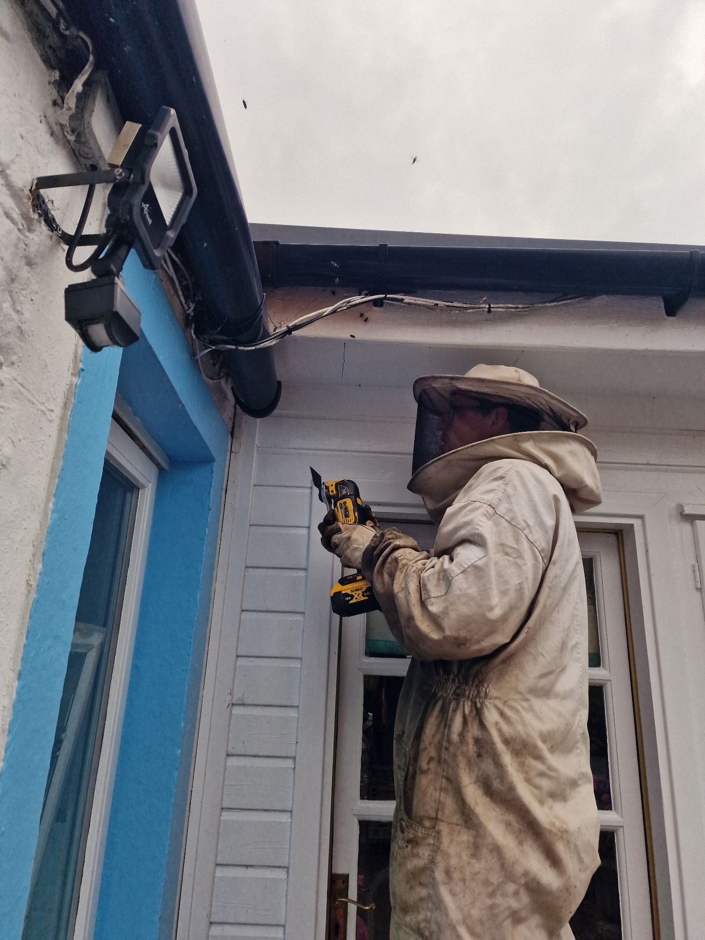 Bee removal - Herd Pest Control