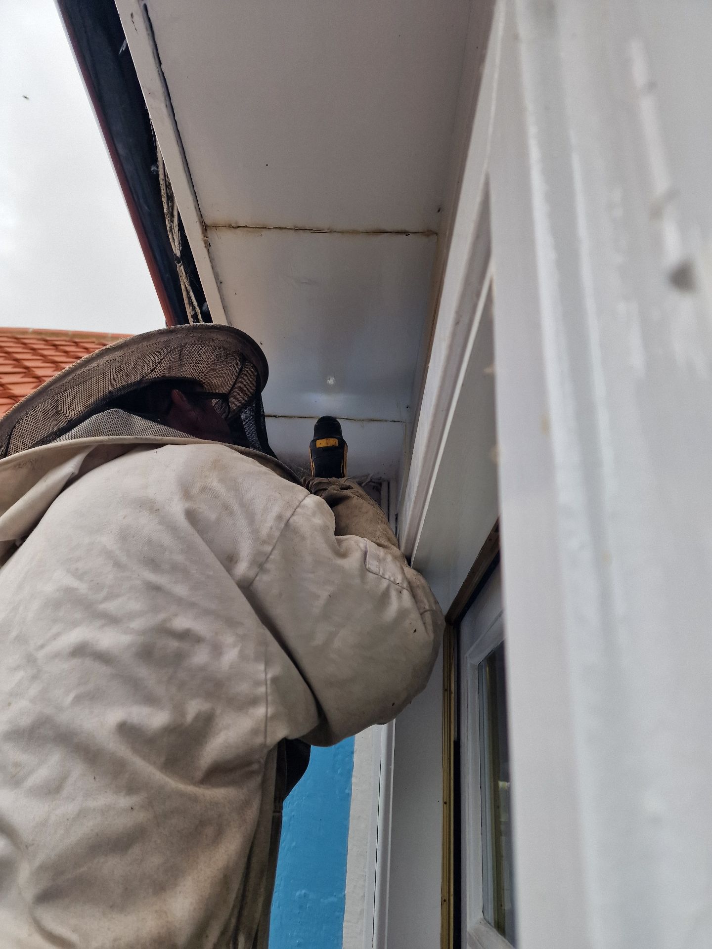 Bee removal - Herd Pest Control