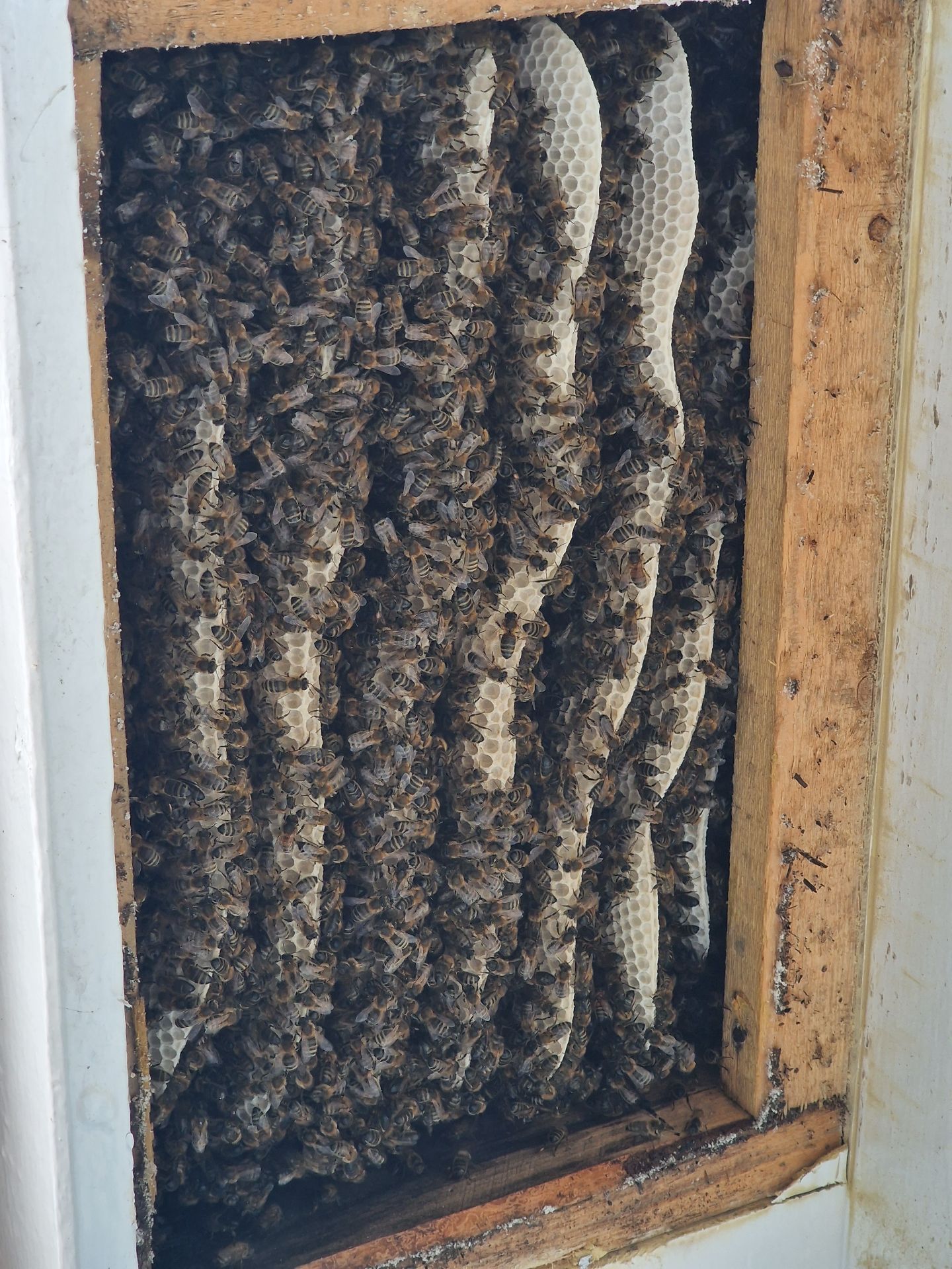 Bee removal - Herd Pest Control