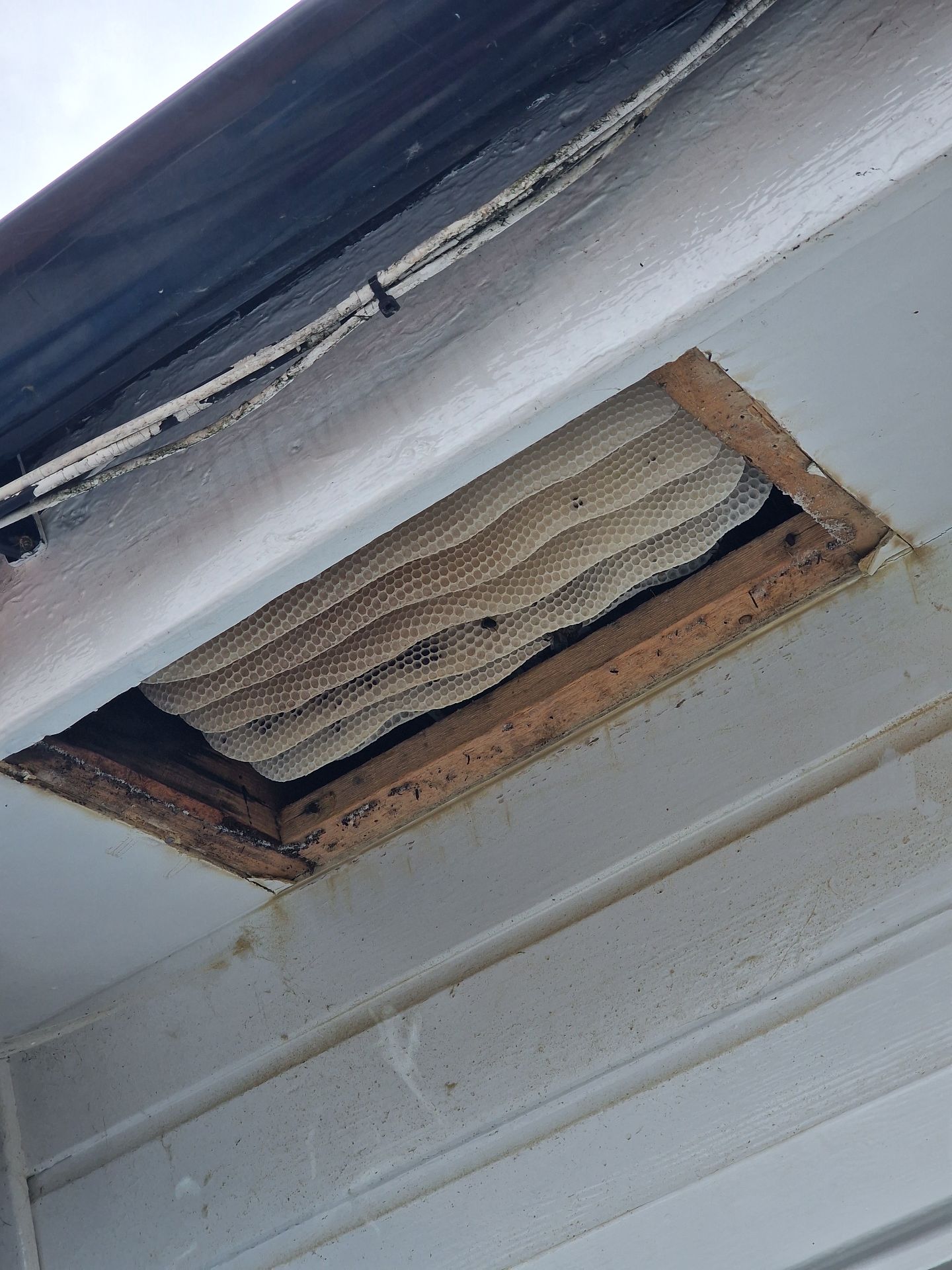 Bee removal - Herd Pest Control