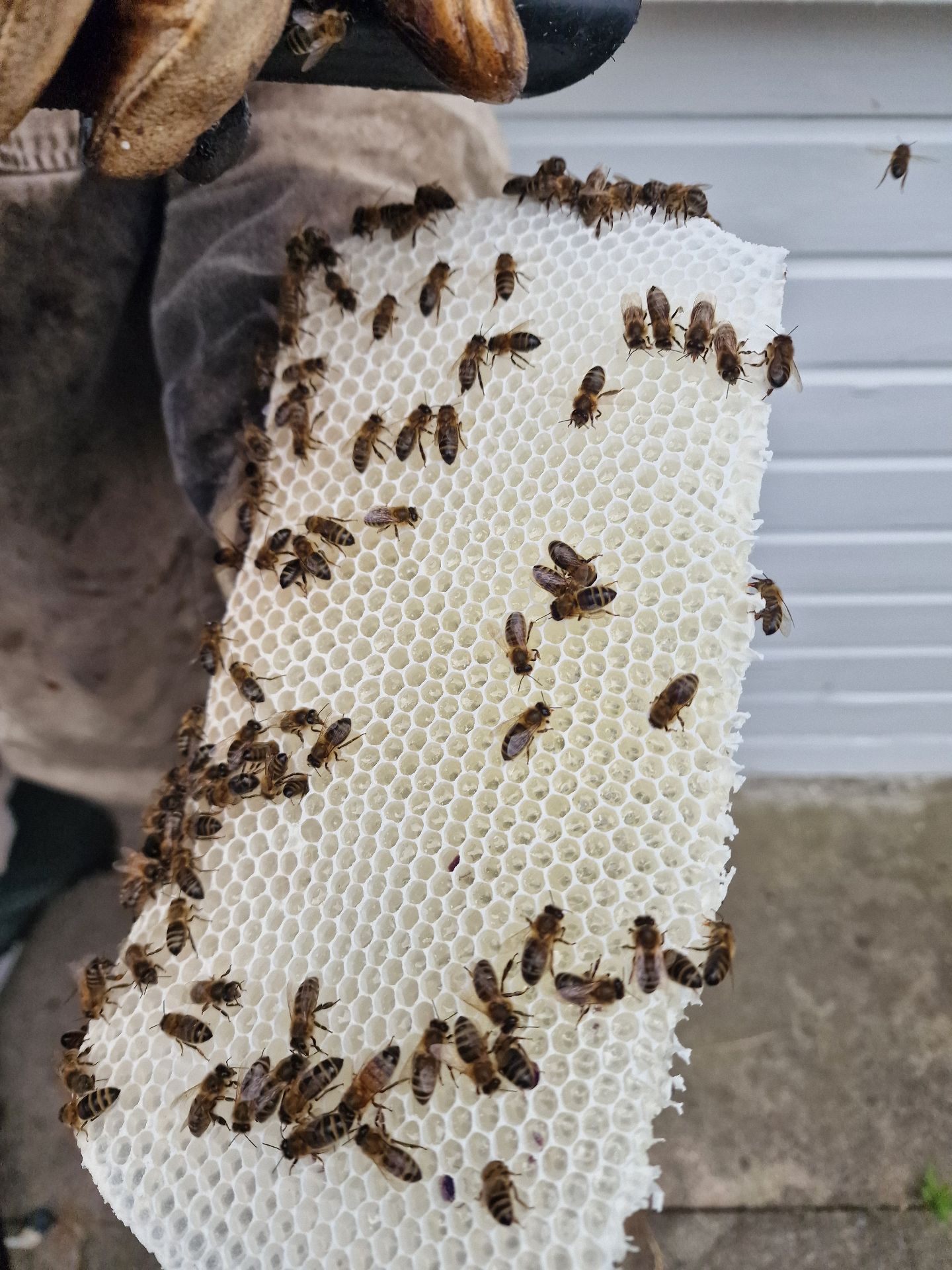 Bee removal - Herd Pest Control