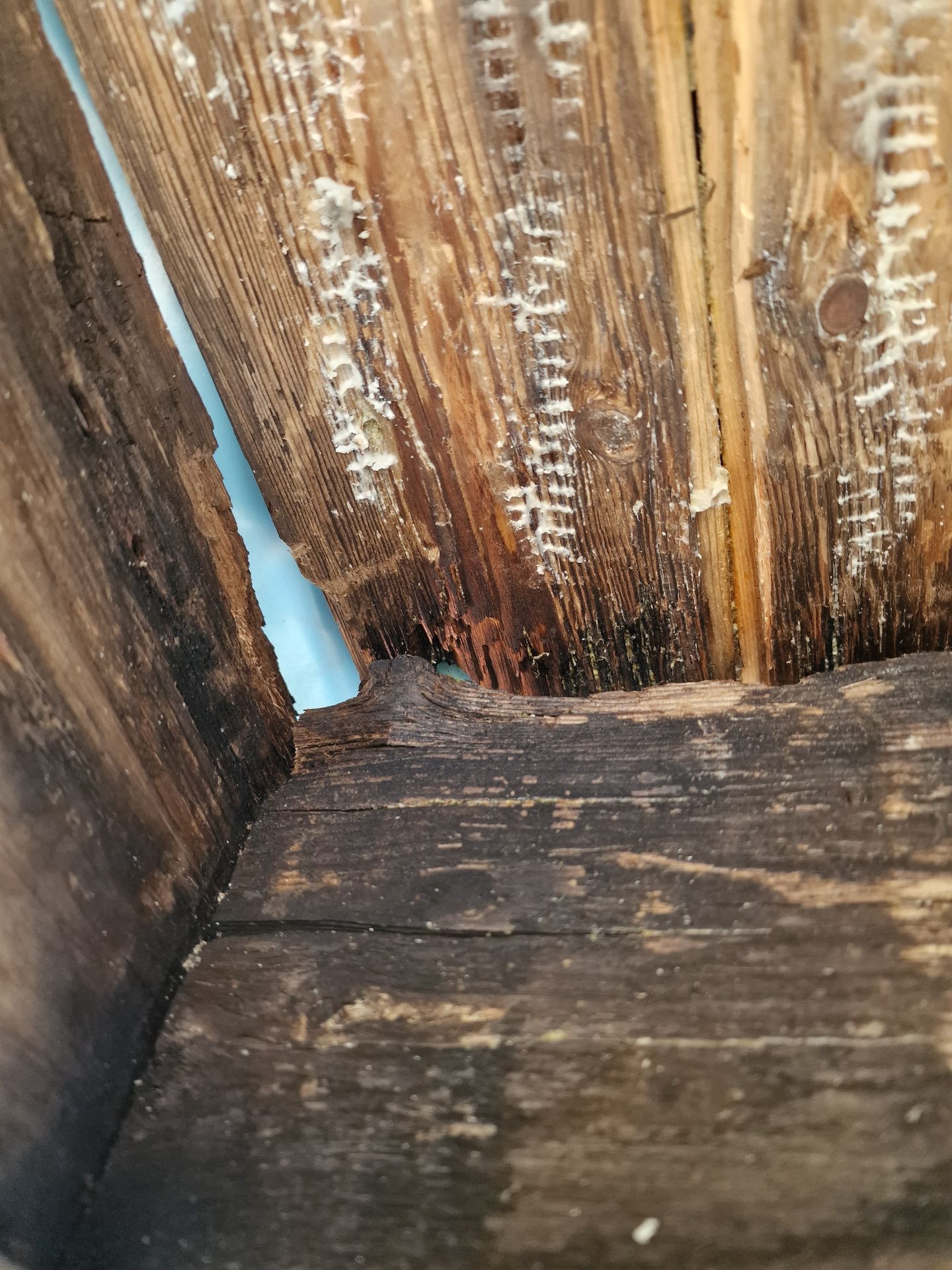 Bee removal - Herd Pest Control