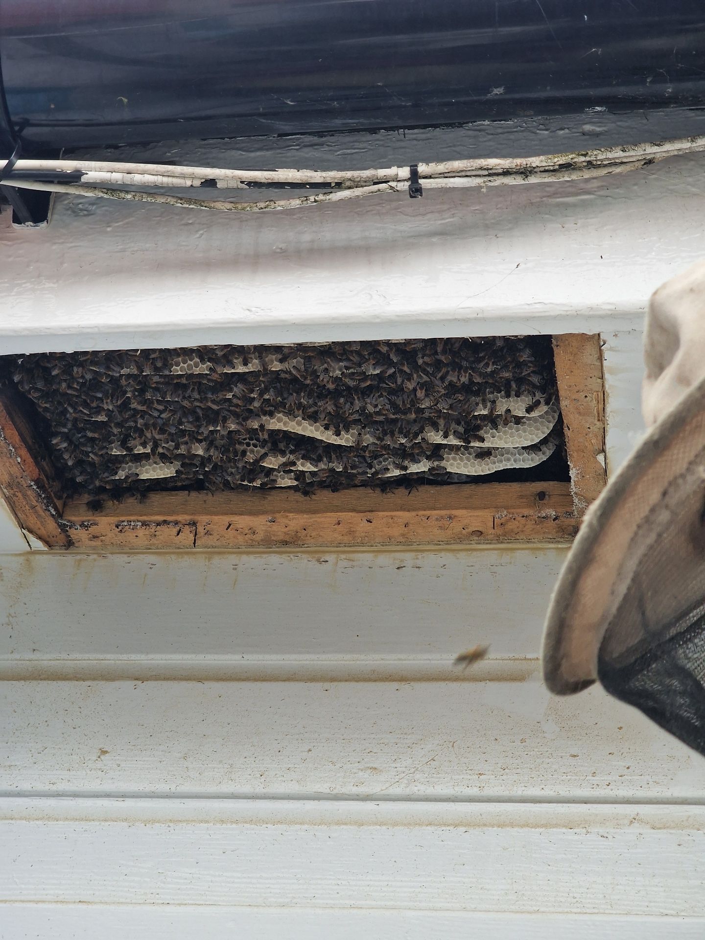 Bee removal - Herd Pest Control