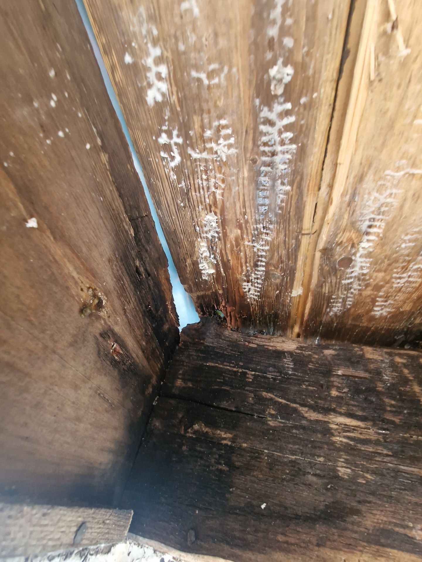 Bee removal - Herd Pest Control