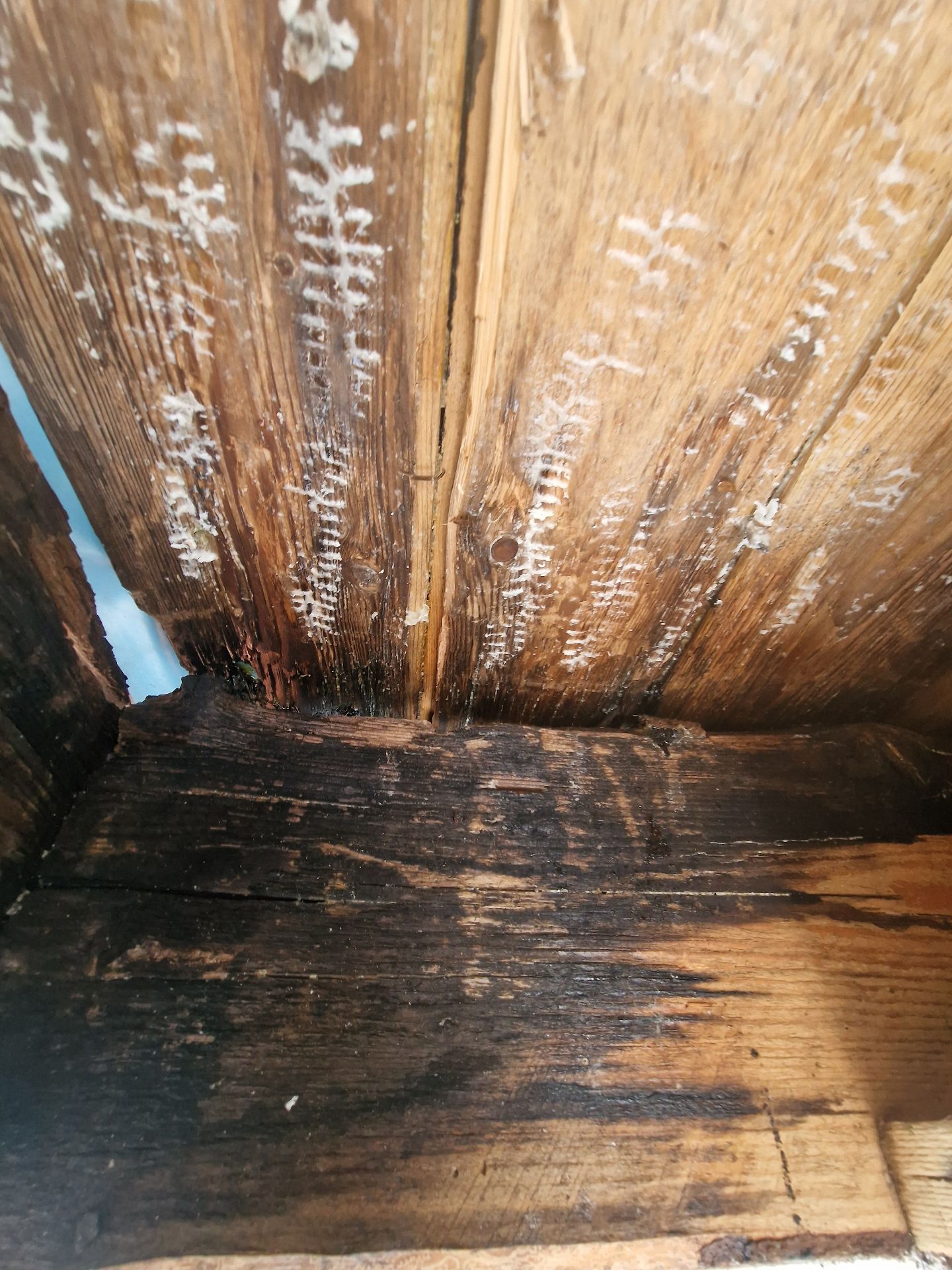 Bee removal - Herd Pest Control