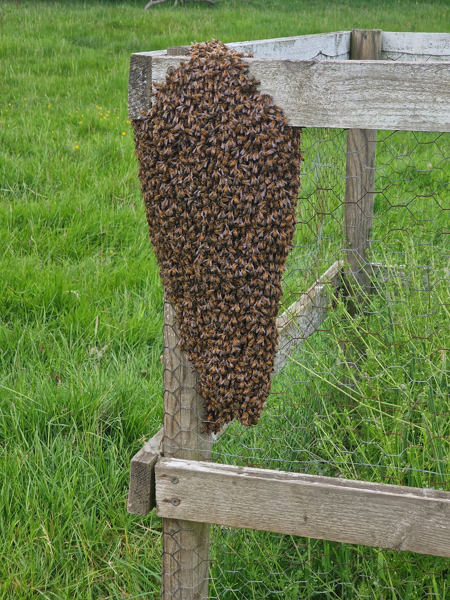 Rescuing a swarm of bees - Herd Pest Control