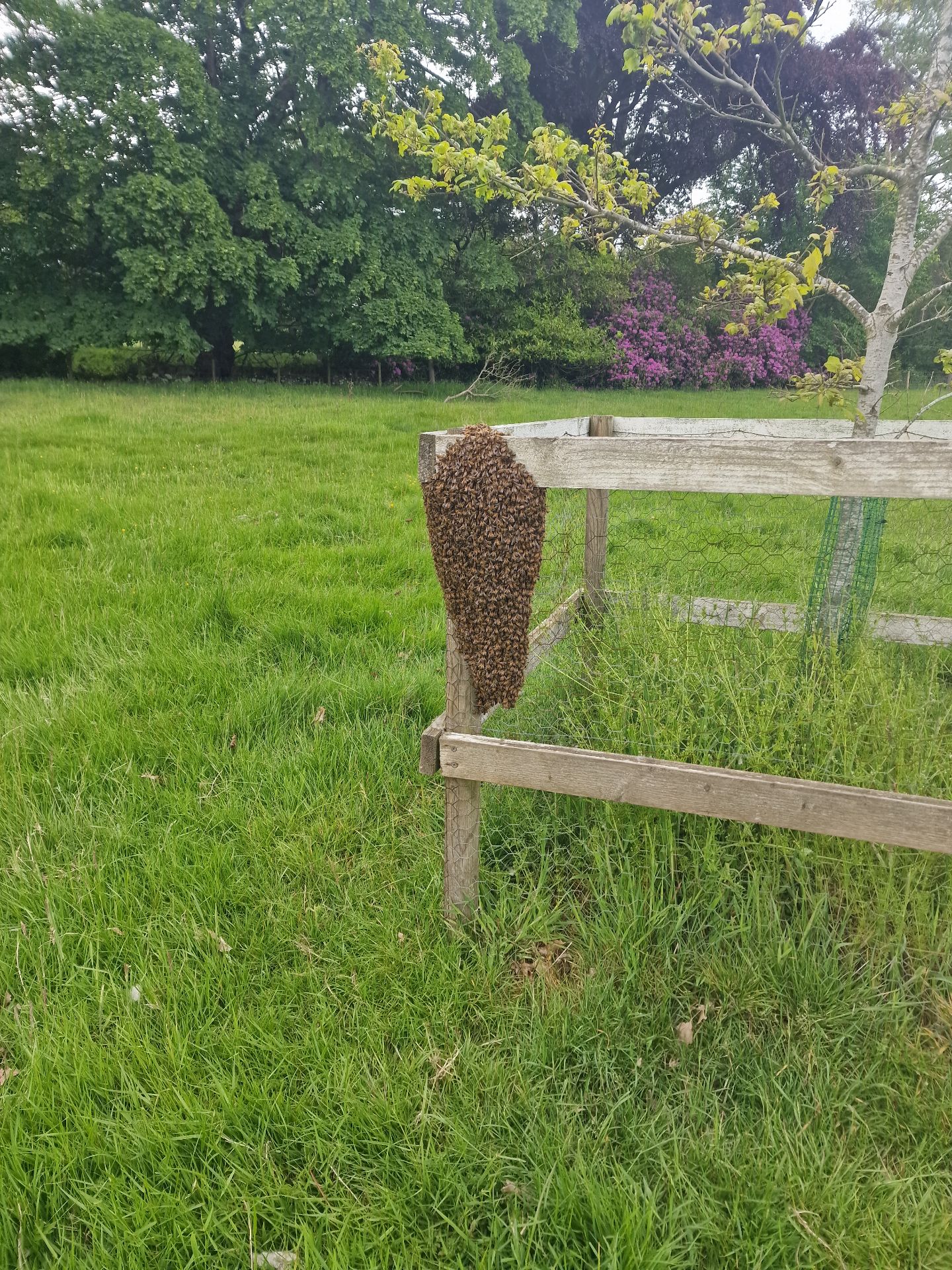 Rescuing a swarm of bees - Herd Pest Control