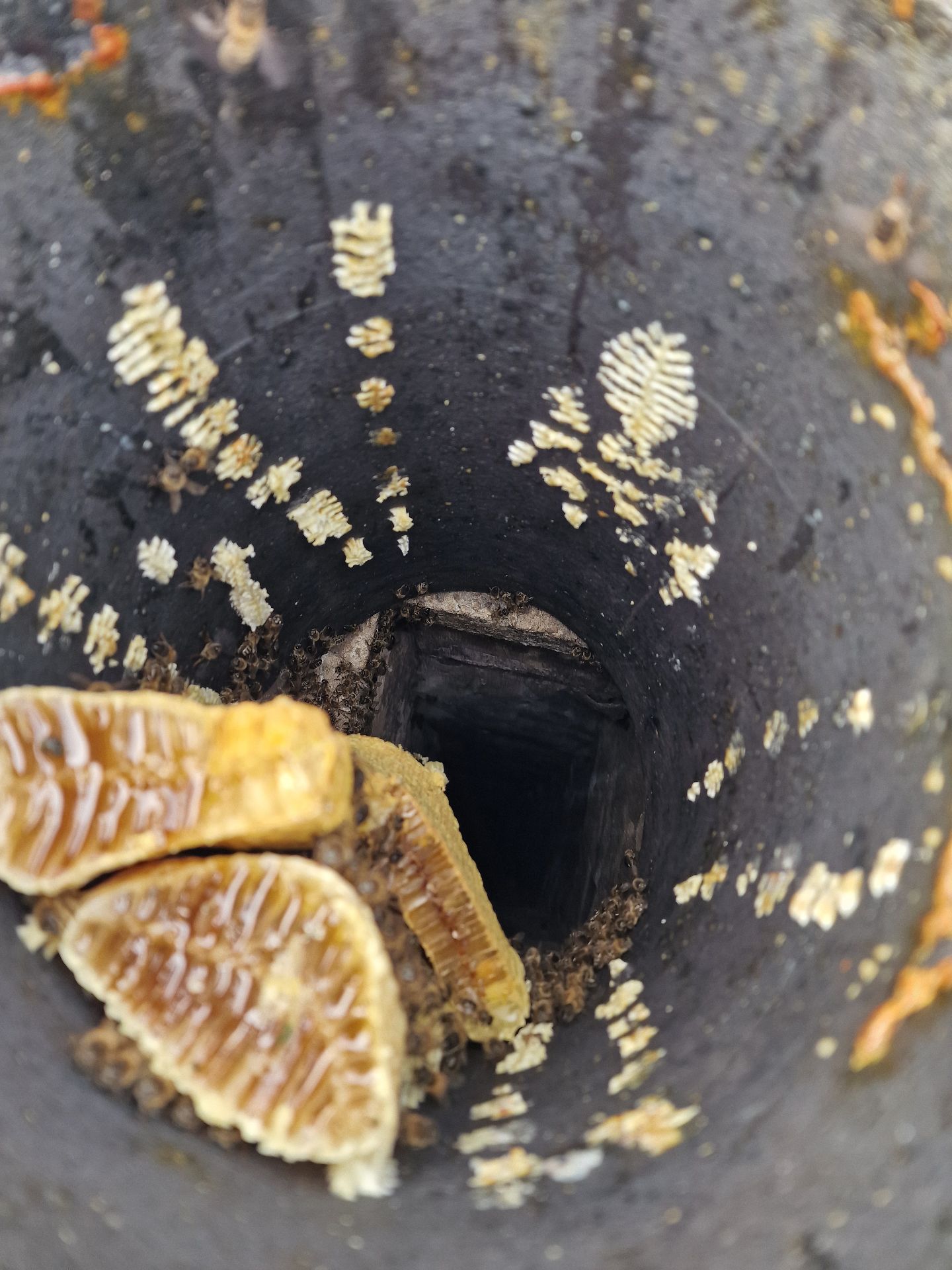 Bee colony extraction from a chimney - Herd Pest Control