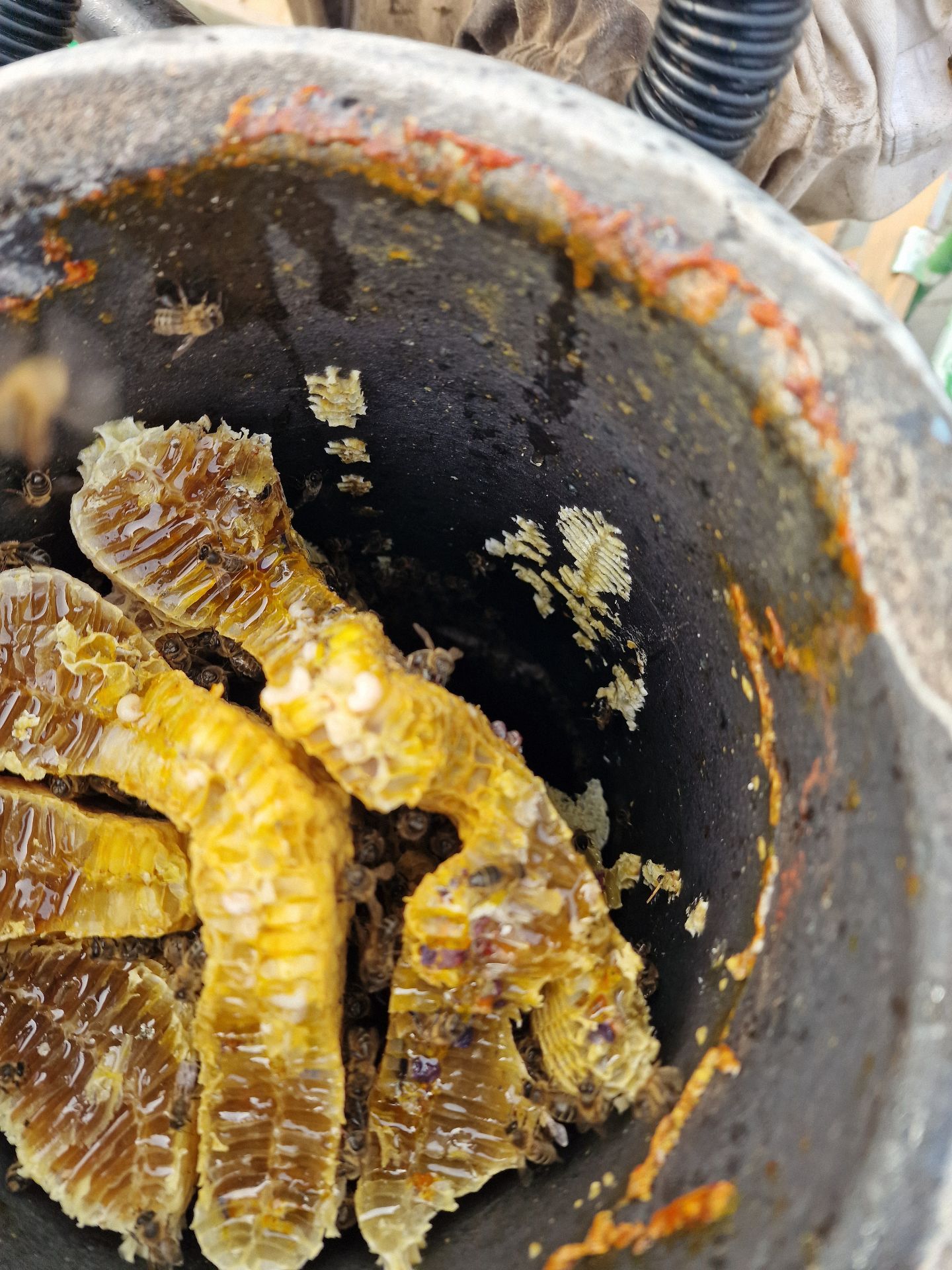 Bee colony extraction from a chimney - Herd Pest Control
