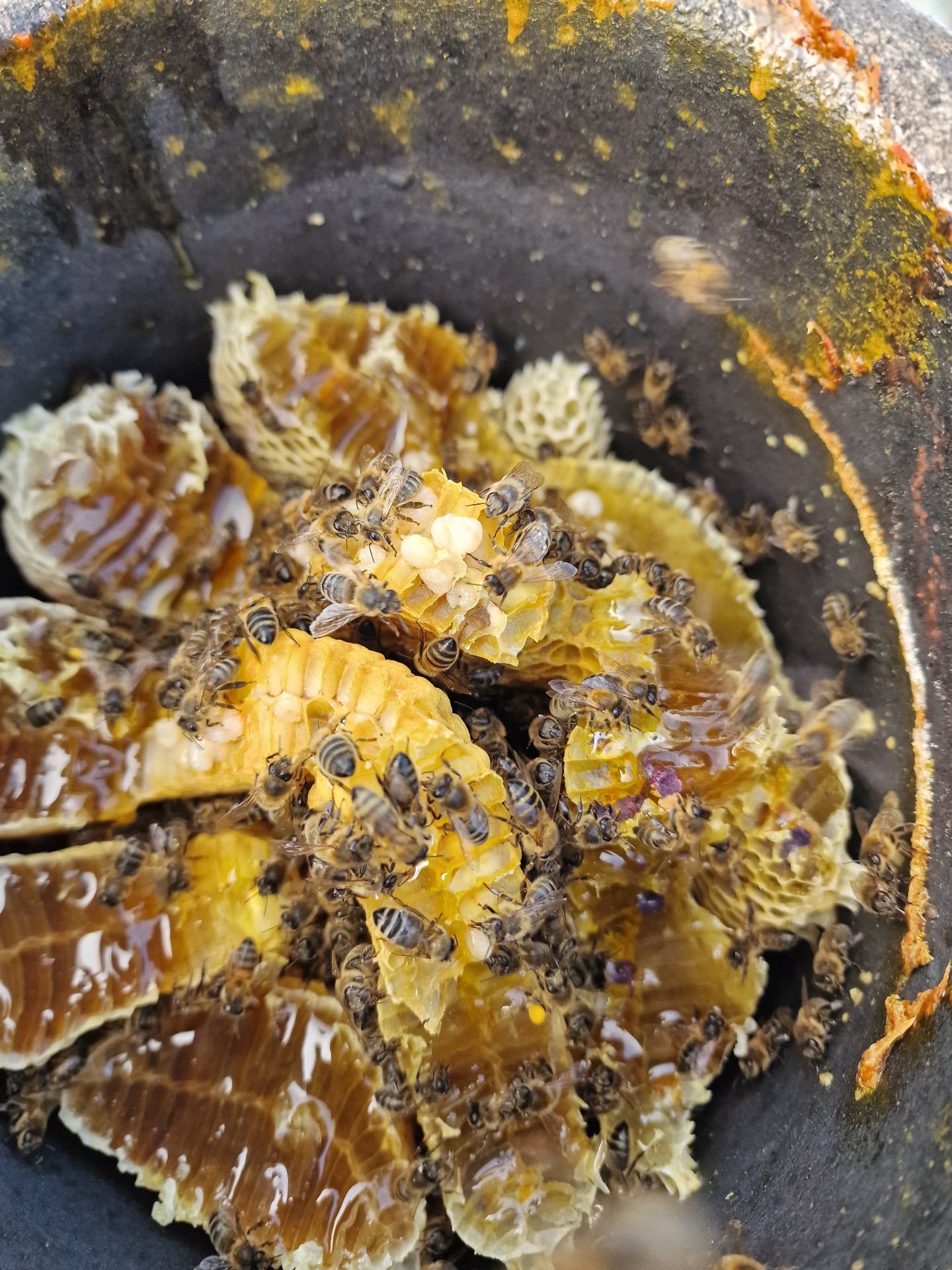 Bee colony extraction from a chimney - Herd Pest Control
