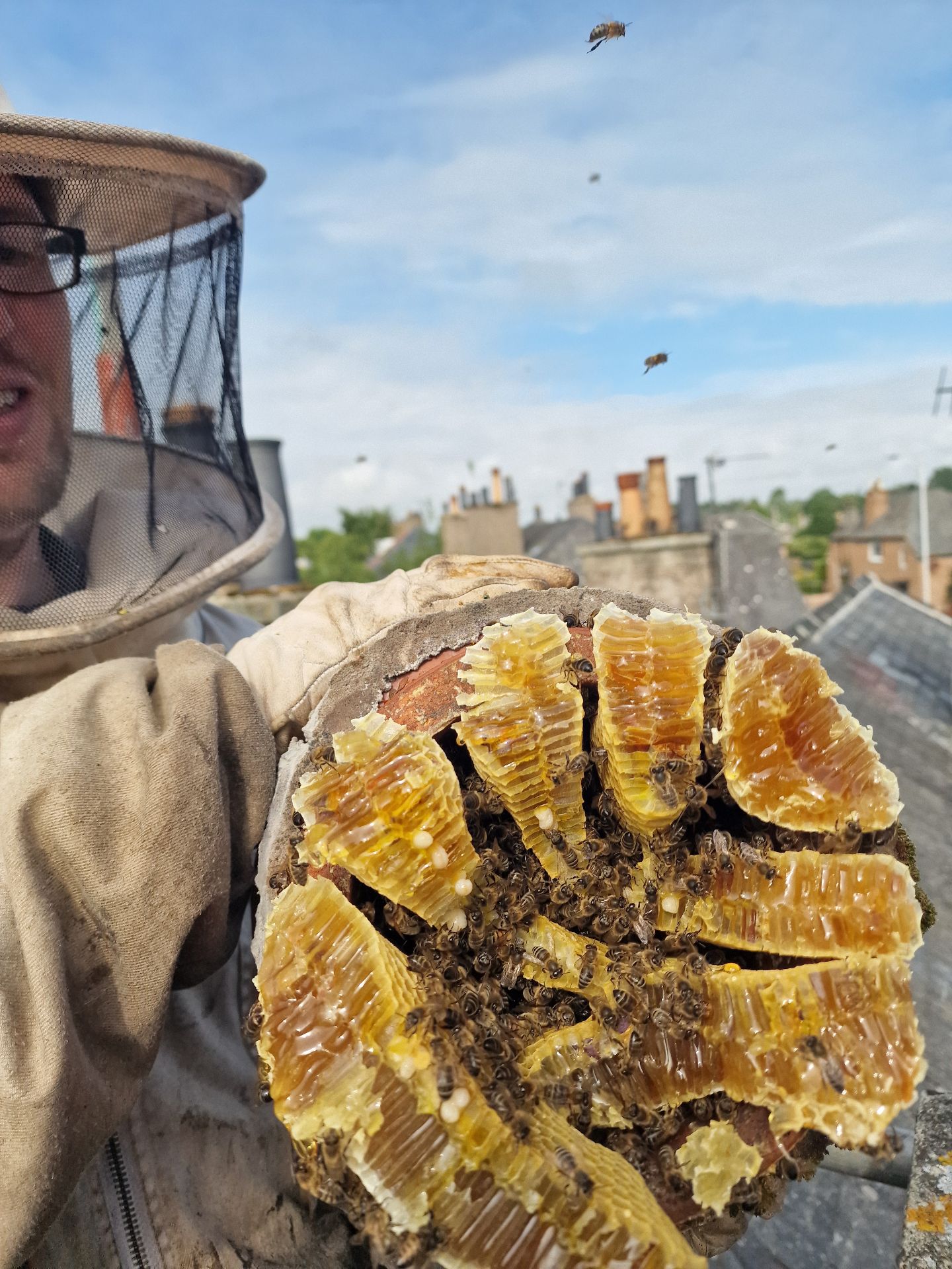 Bee colony extraction from a chimney - Herd Pest Control