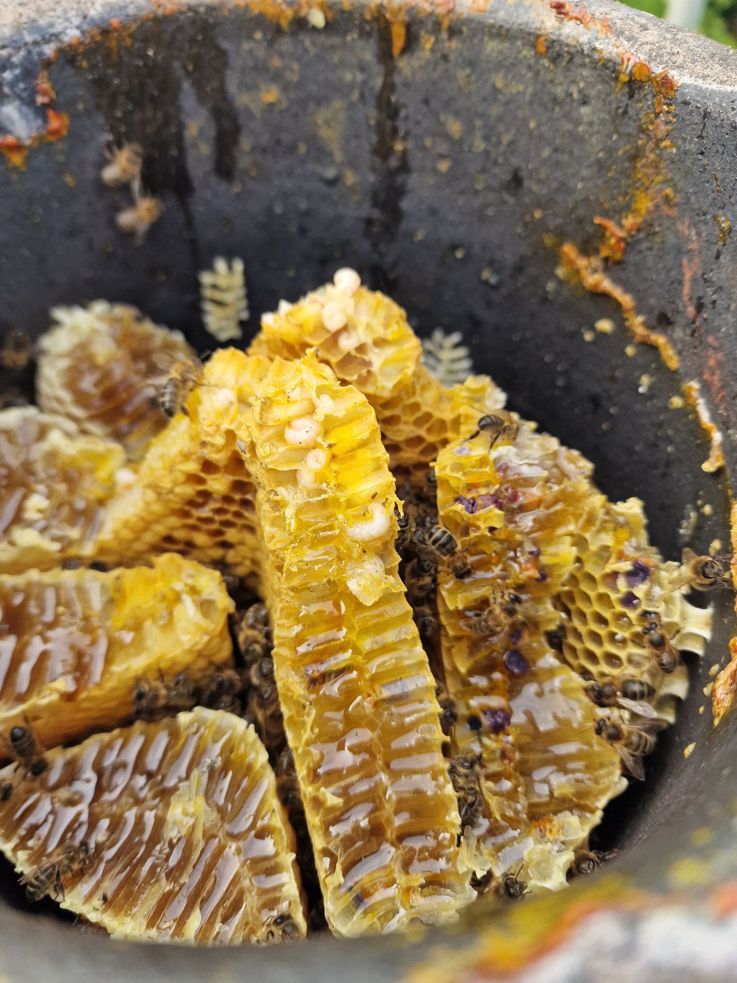 Bee colony extraction from a chimney - Herd Pest Control