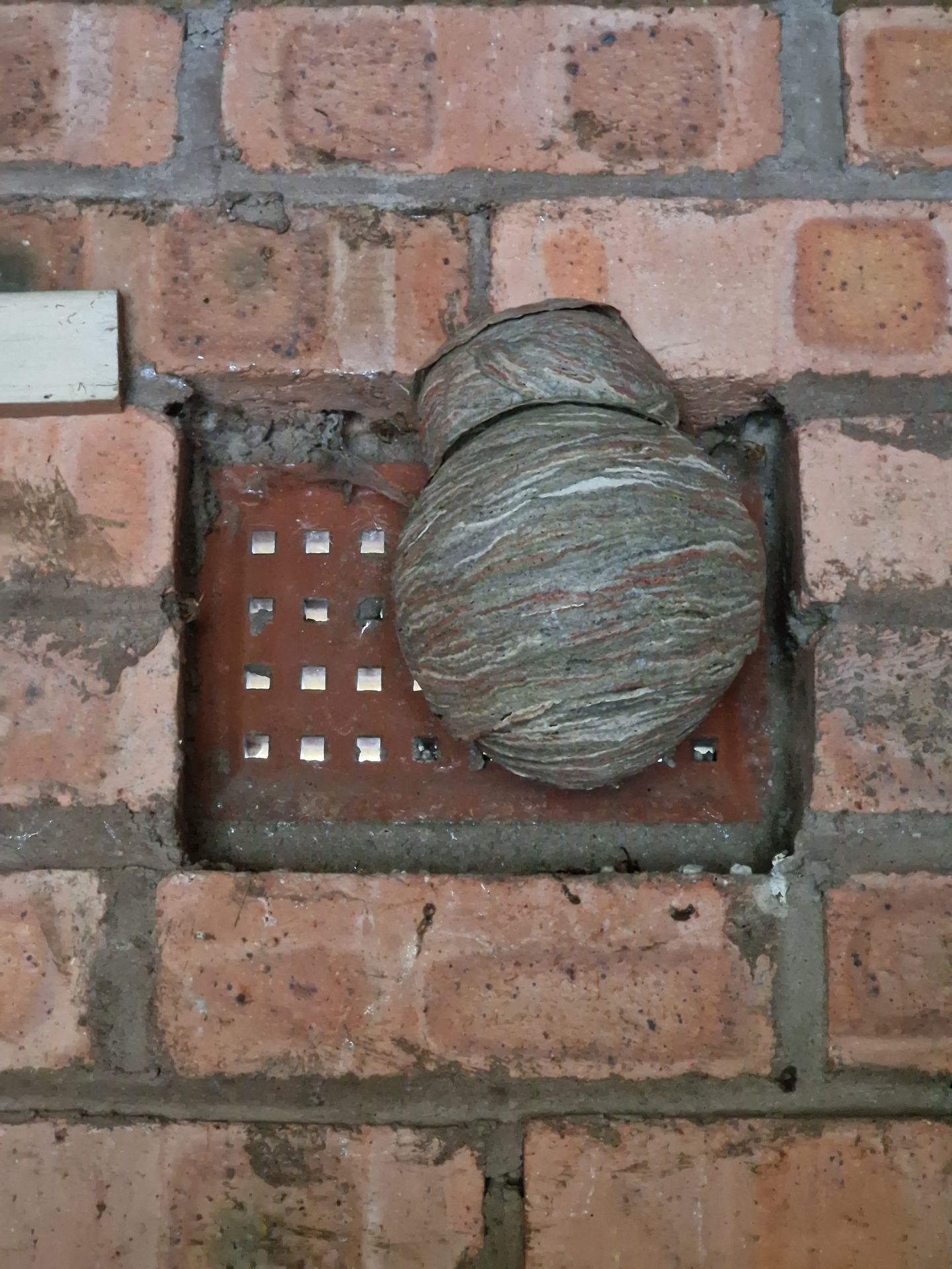 Wasp nest removal - Herd Pest Control