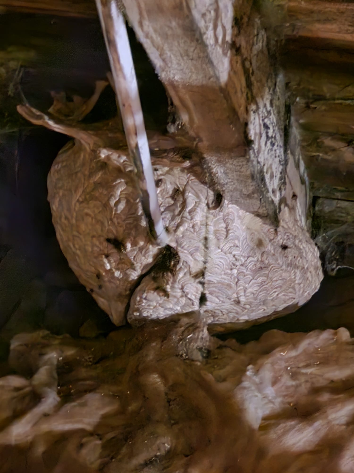 Wasp nest treatment - Herd Pest Control