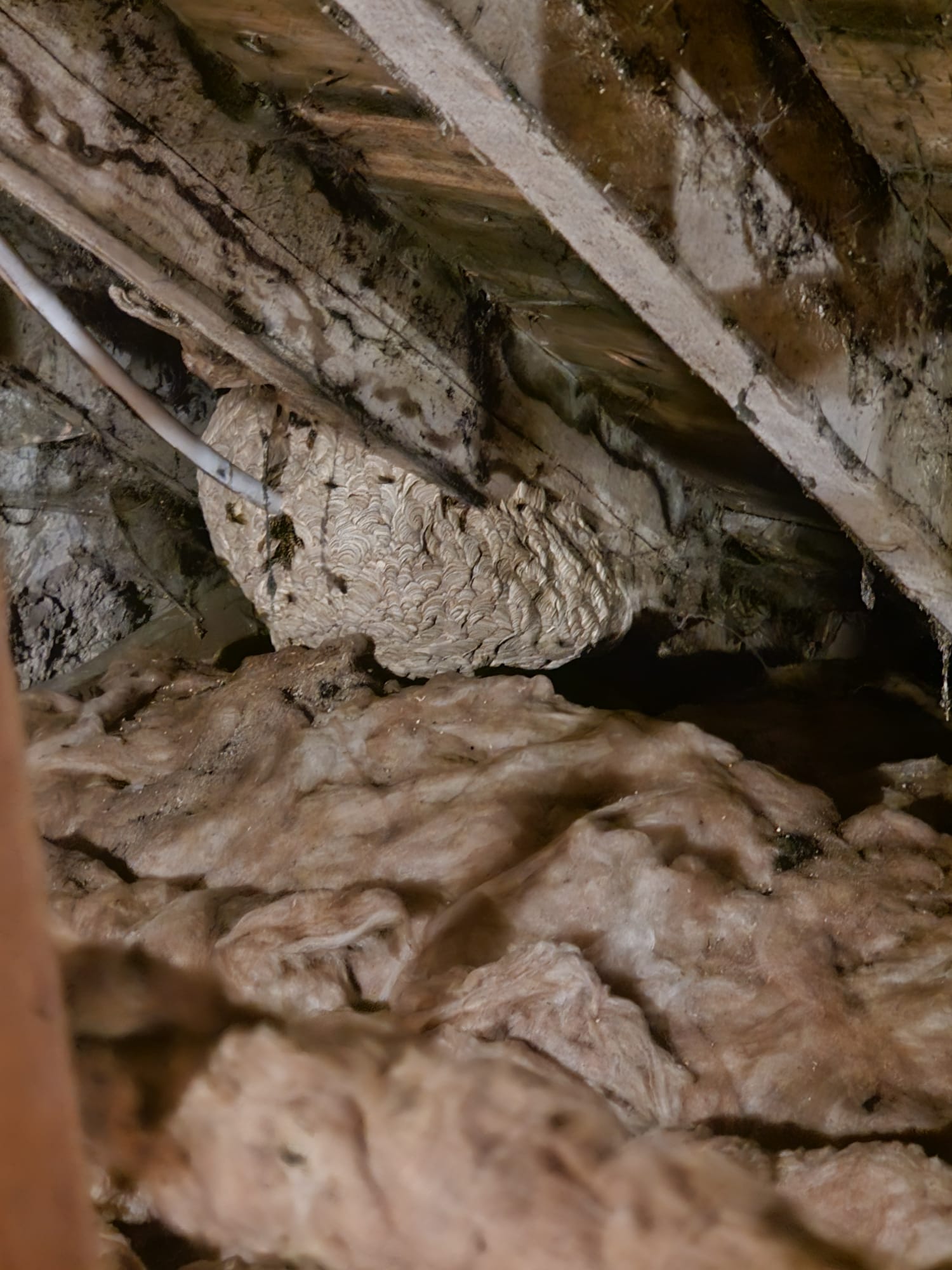 Wasp nest treatment - Herd Pest Control