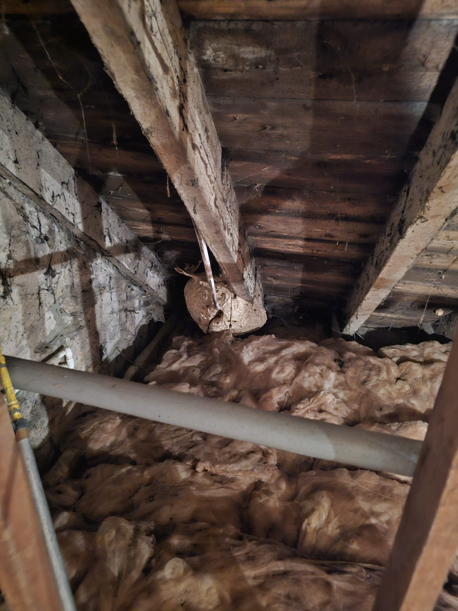 Wasp nest treatment - Herd Pest Control