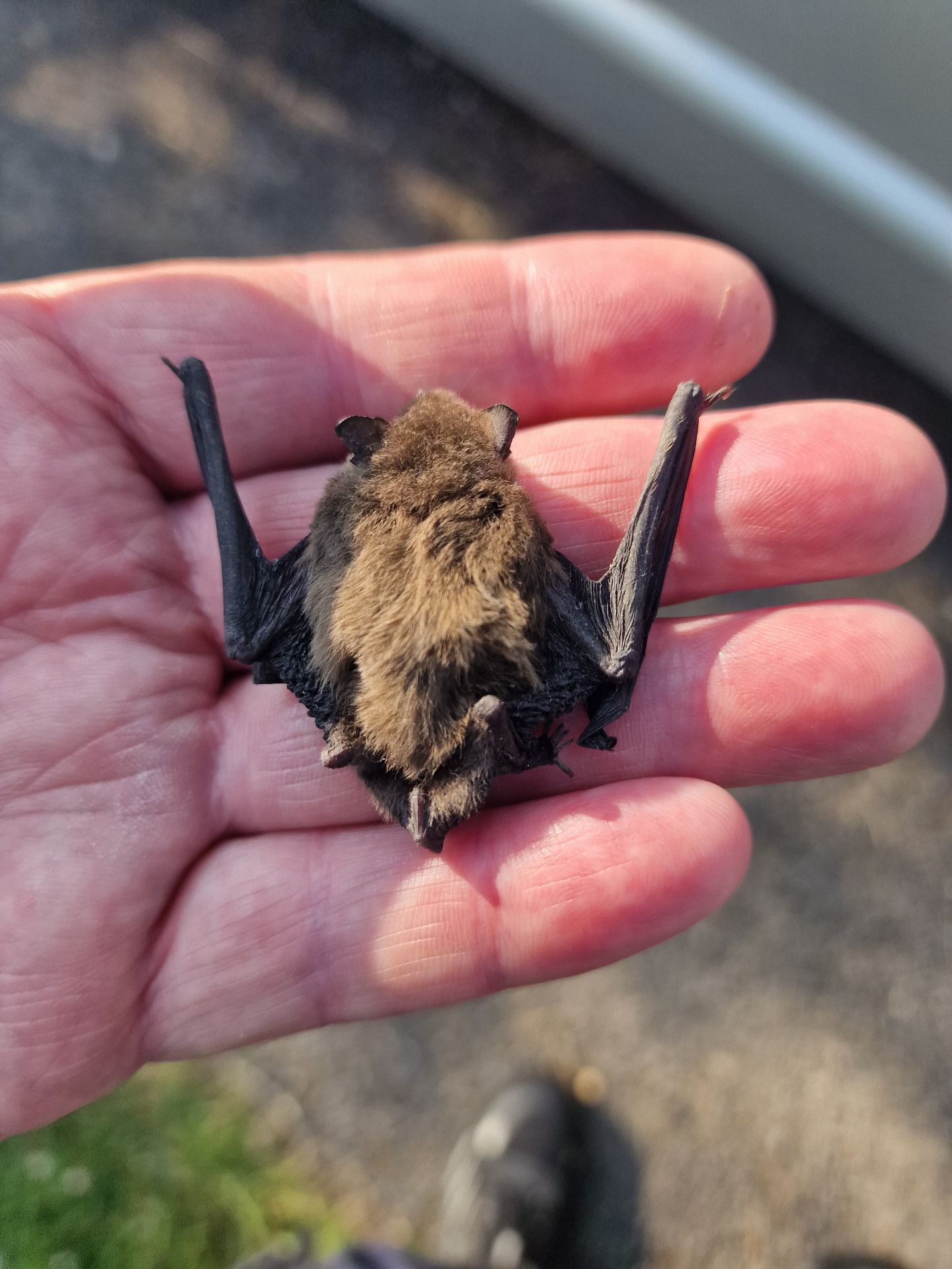 Frantic call asking for help for bats - Herd Pest Control