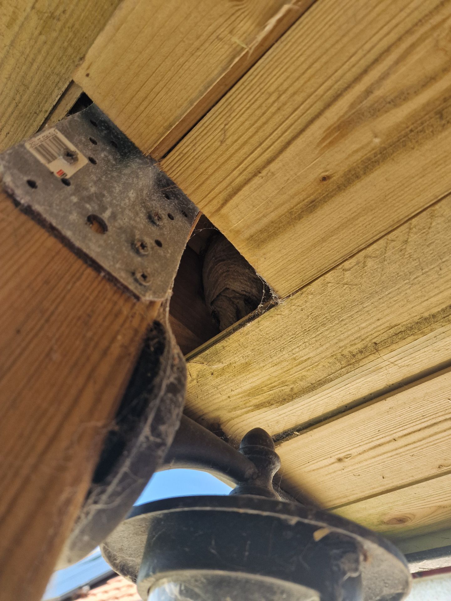 Wasp nest treatment - Herd Pest Control