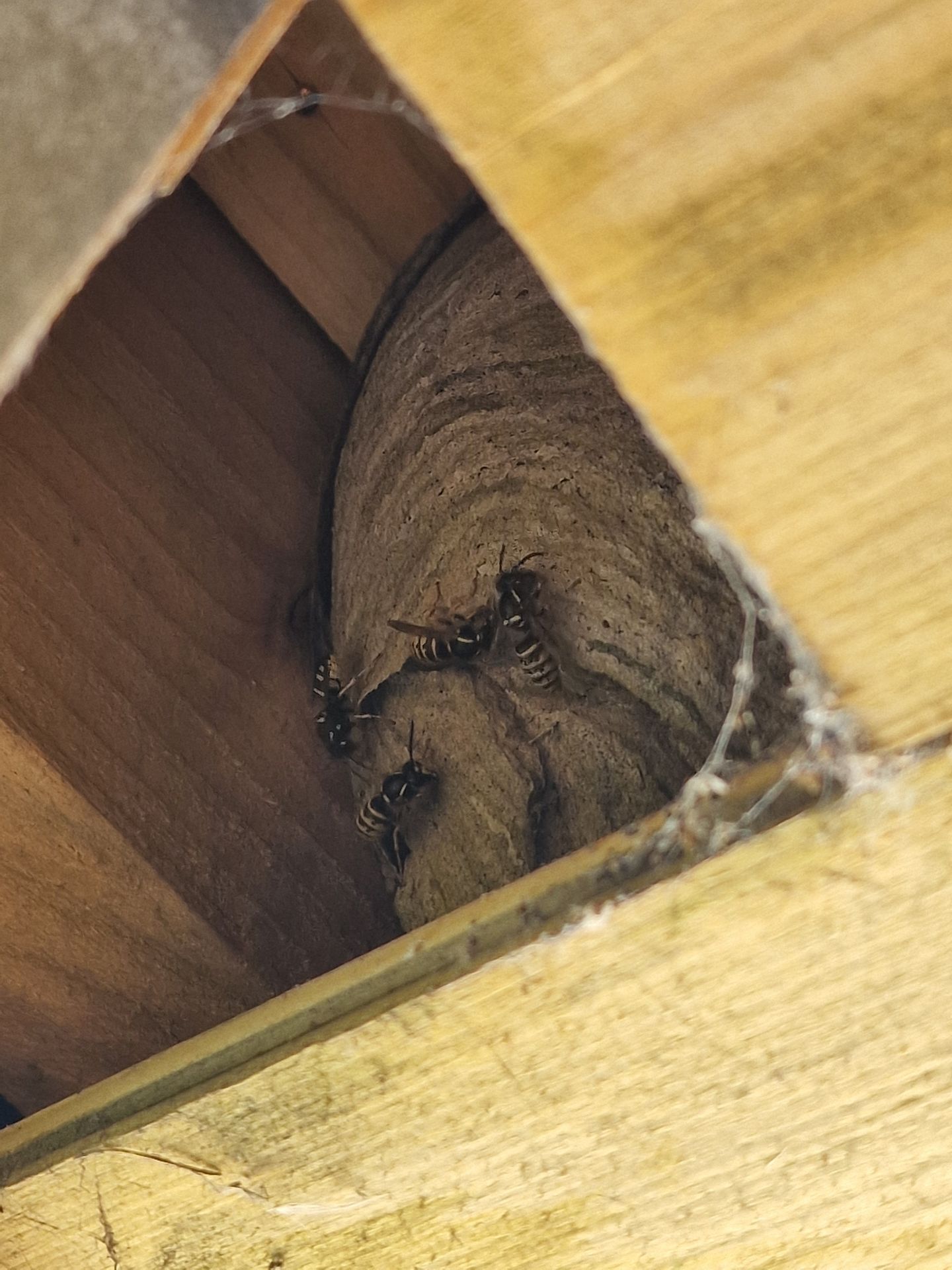 Wasp nest treatment - Herd Pest Control