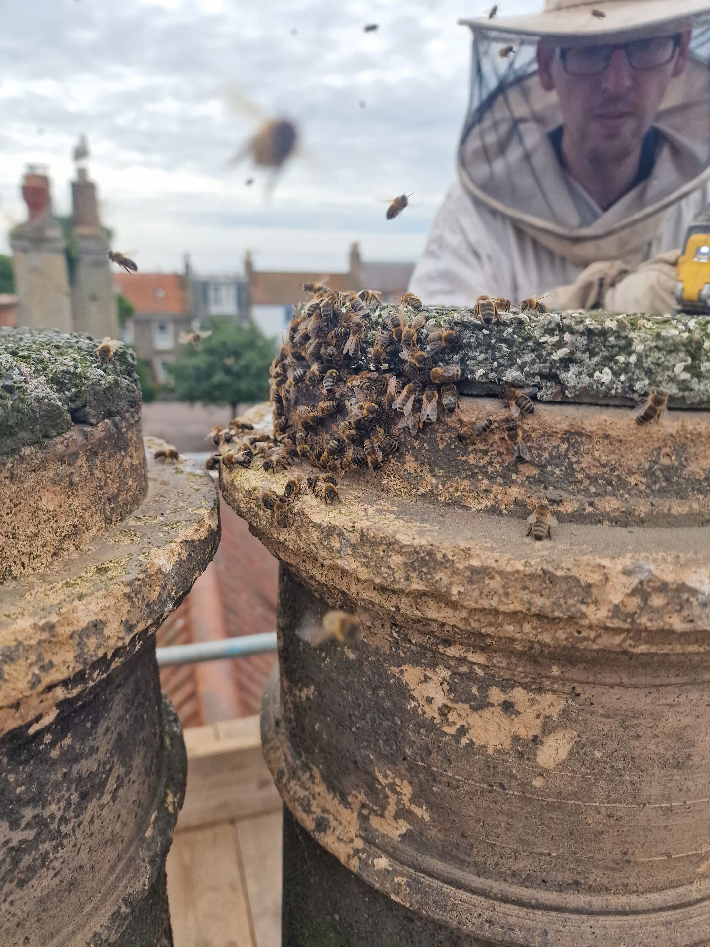 Honey Bee Extraction from Chimney - Herd Pest Control
