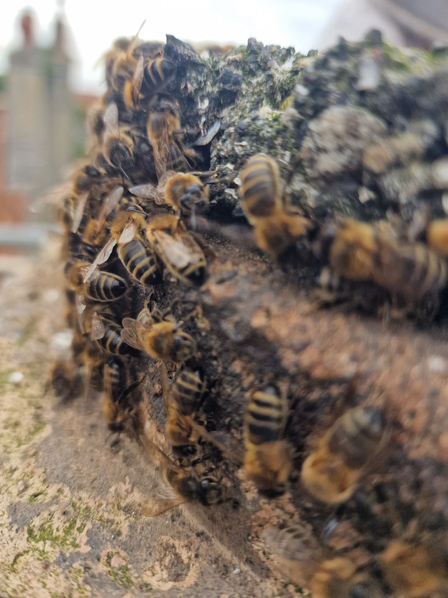 Honey Bee Extraction from Chimney - Herd Pest Control
