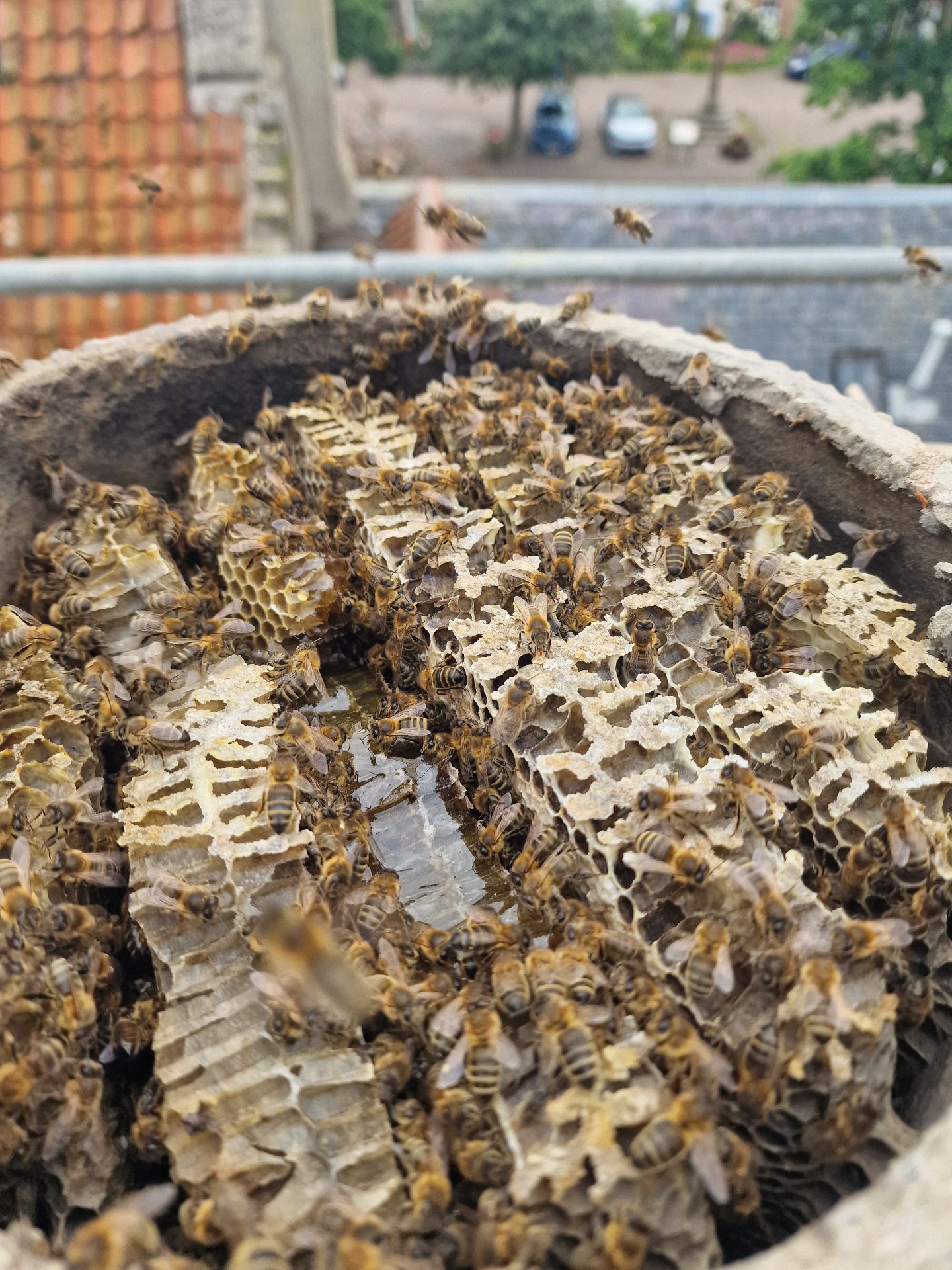 Honey Bee Extraction from Chimney - Herd Pest Control