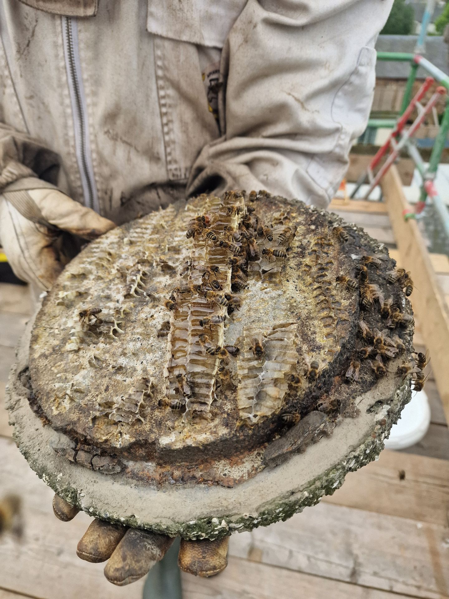 Honey Bee Extraction from Chimney - Herd Pest Control