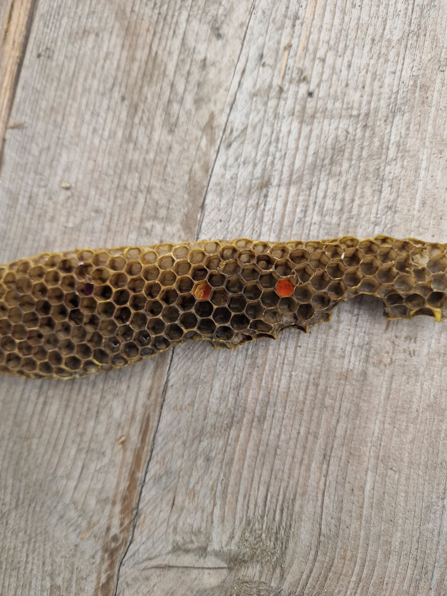 Honey Bee Extraction from Chimney - Herd Pest Control