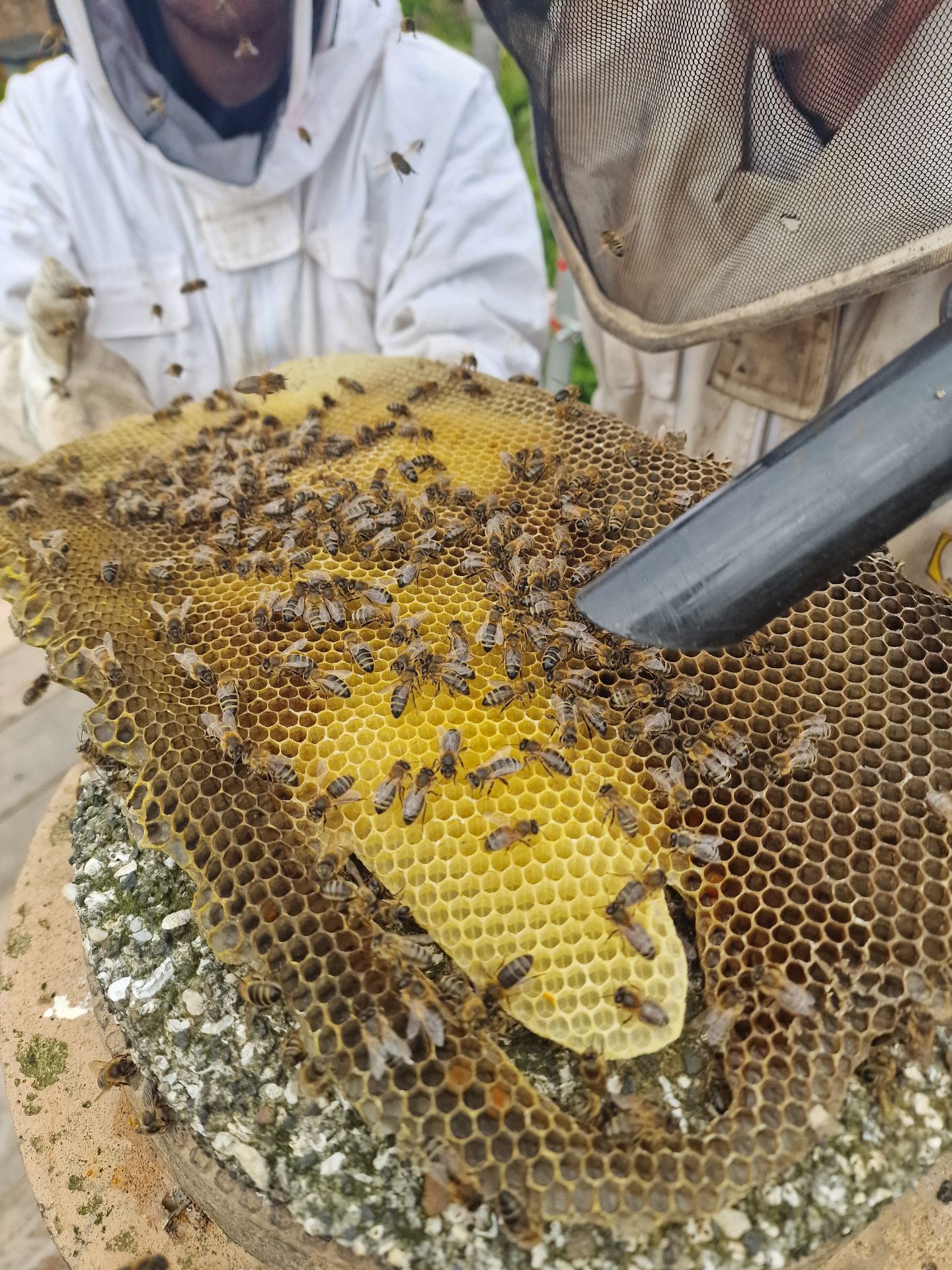 Honey Bee Extraction from Chimney - Herd Pest Control