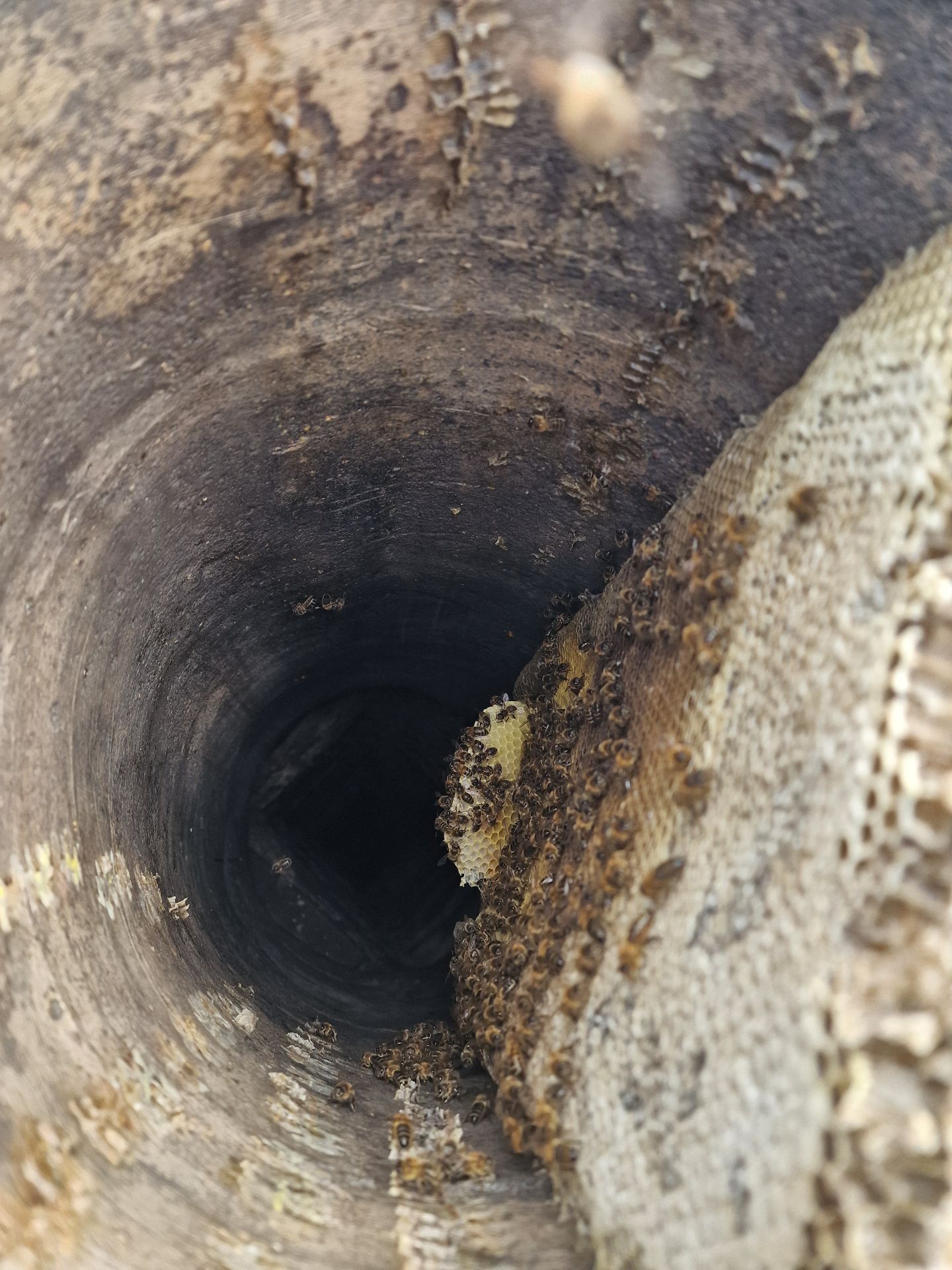 Honey Bee Extraction from Chimney - Herd Pest Control