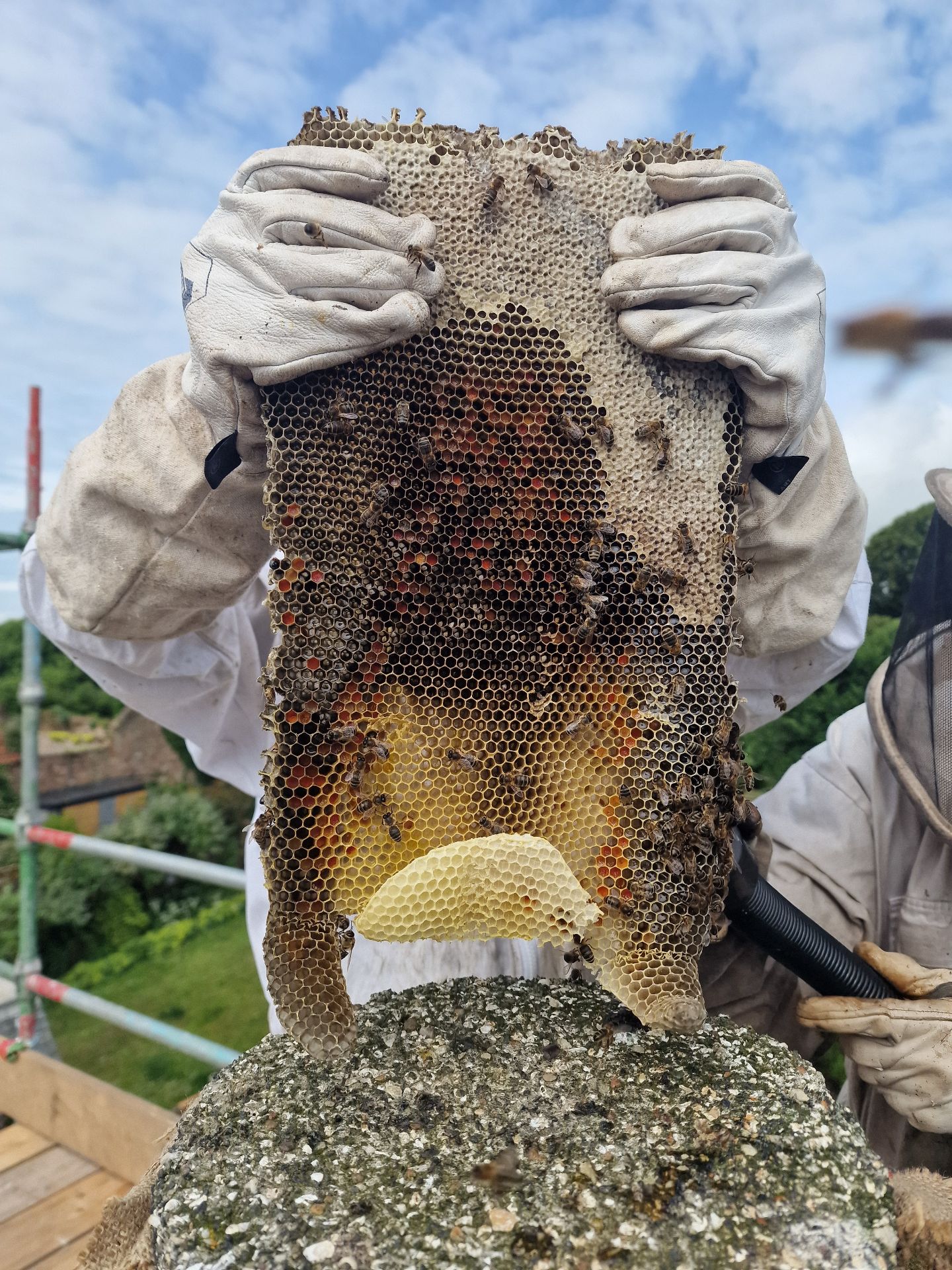 Honey Bee Extraction from Chimney - Herd Pest Control