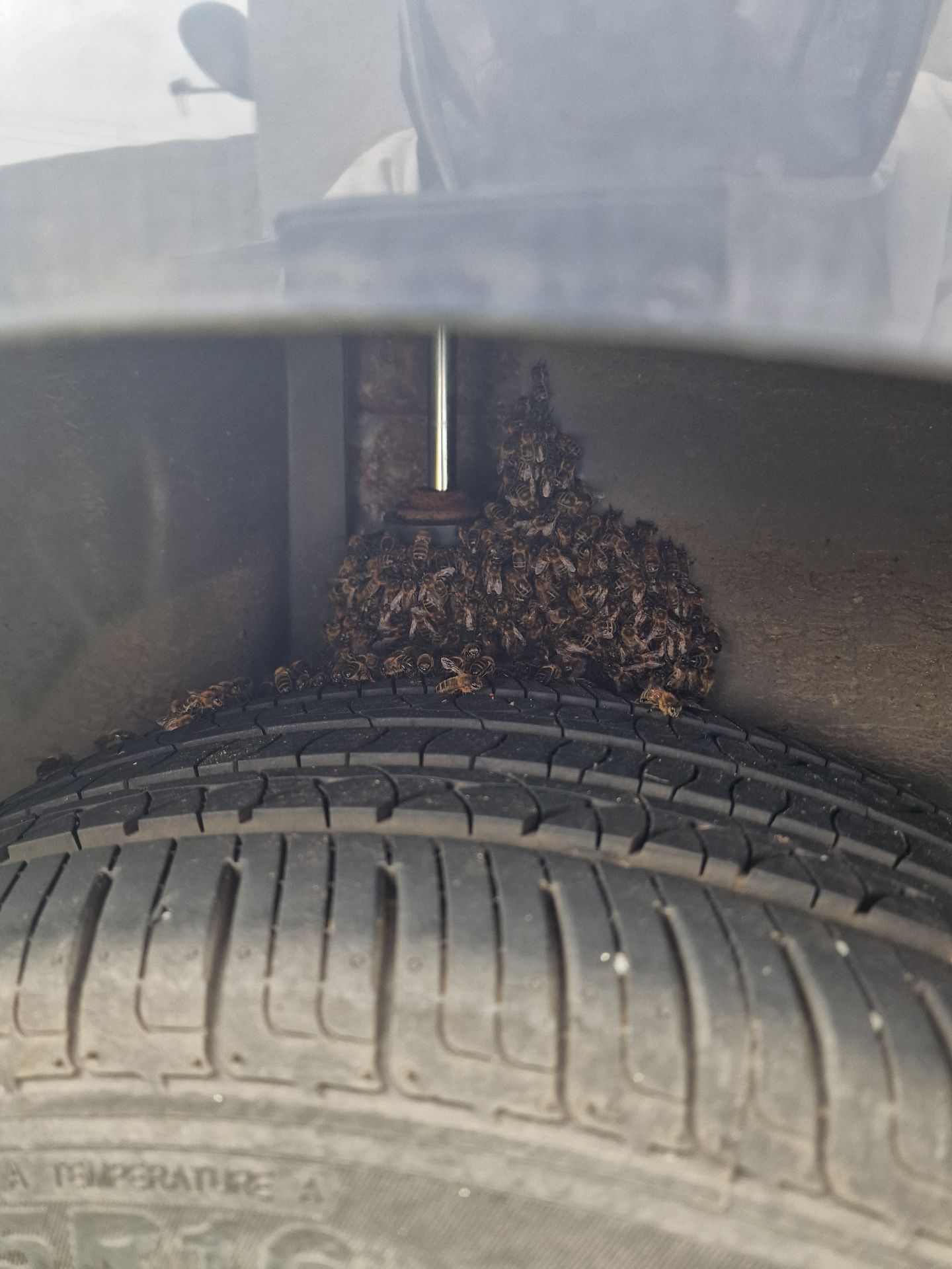 Emergency Bee Removal From Vehicle - Herd Pest Control