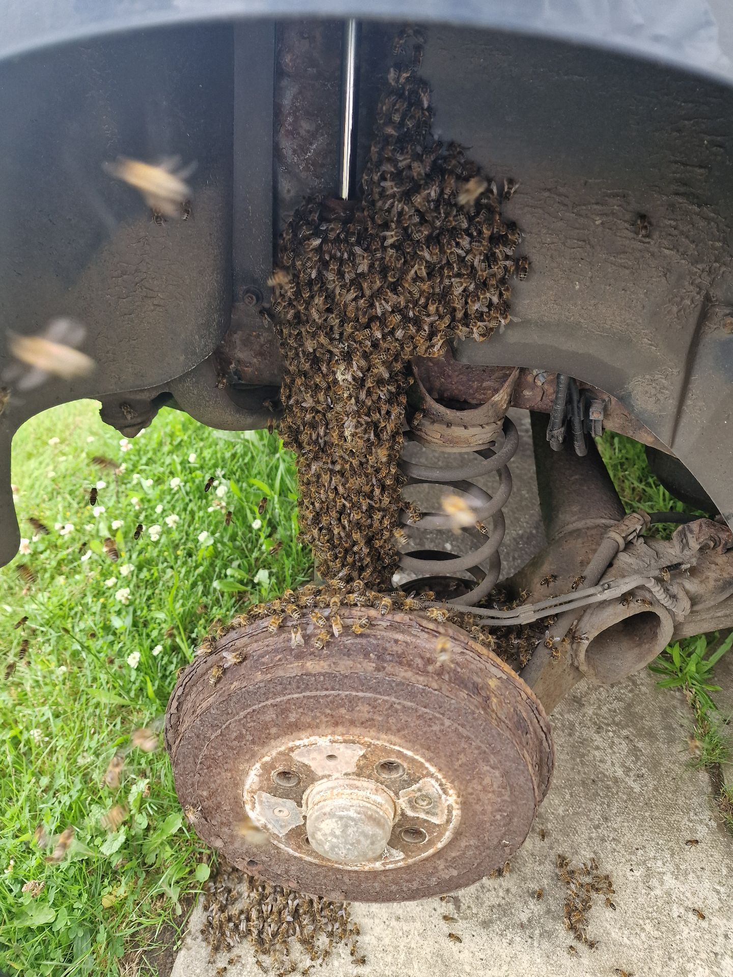 Emergency Bee Removal From Vehicle - Herd Pest Control