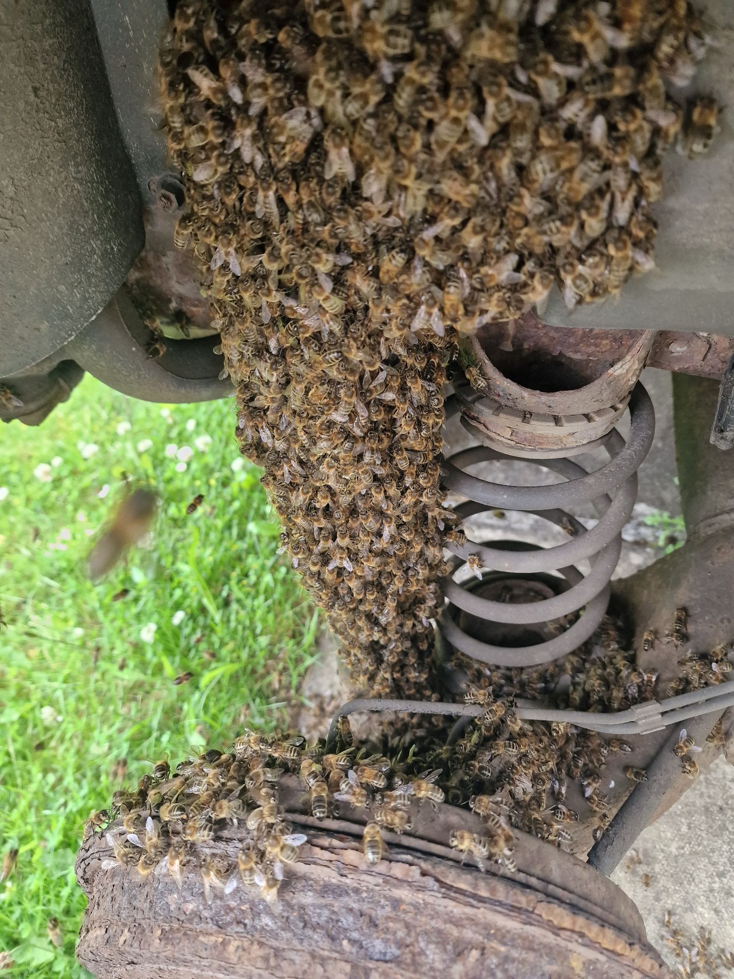 Emergency Bee Removal From Vehicle - Herd Pest Control