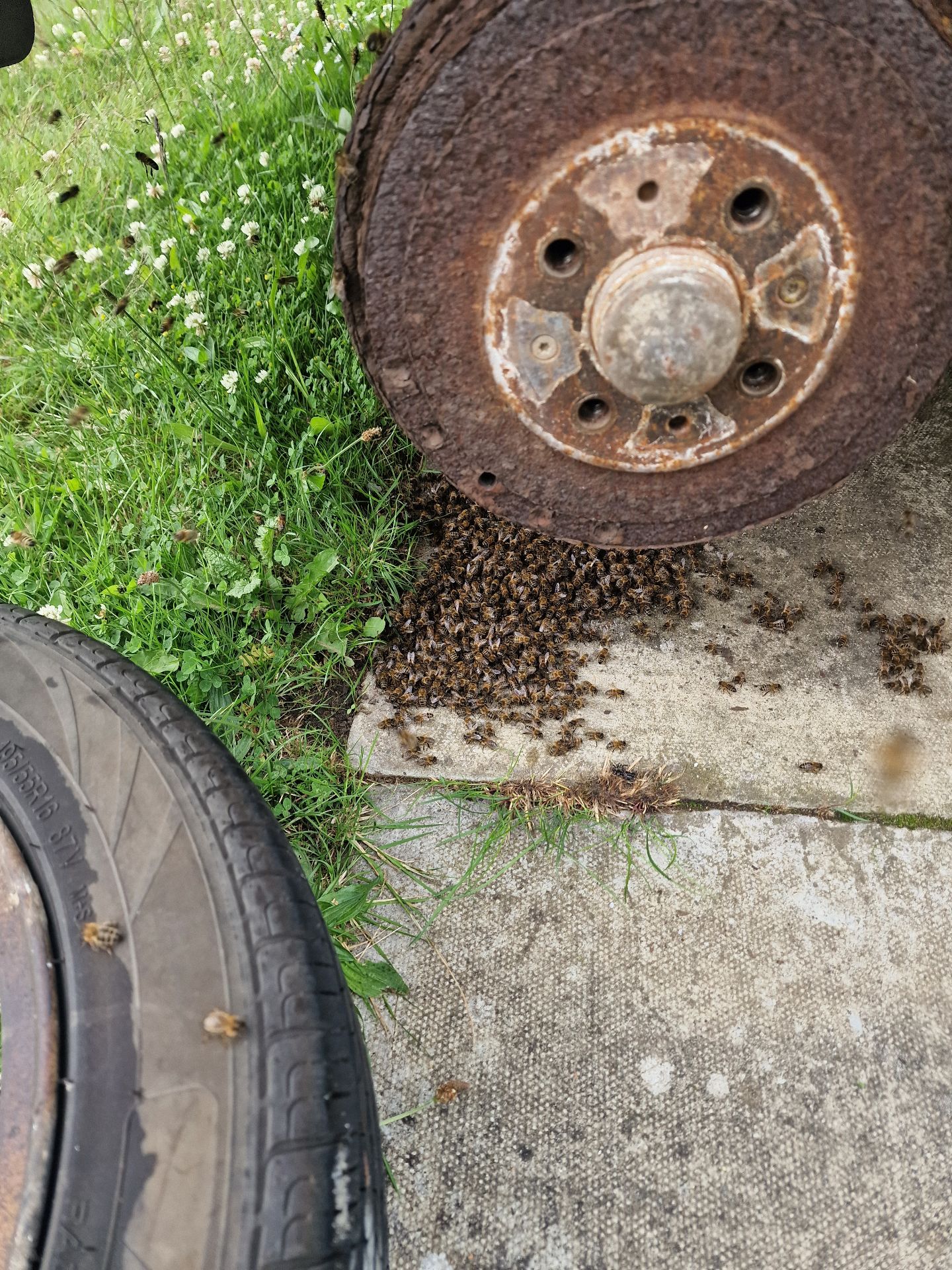 Emergency Bee Removal From Vehicle - Herd Pest Control