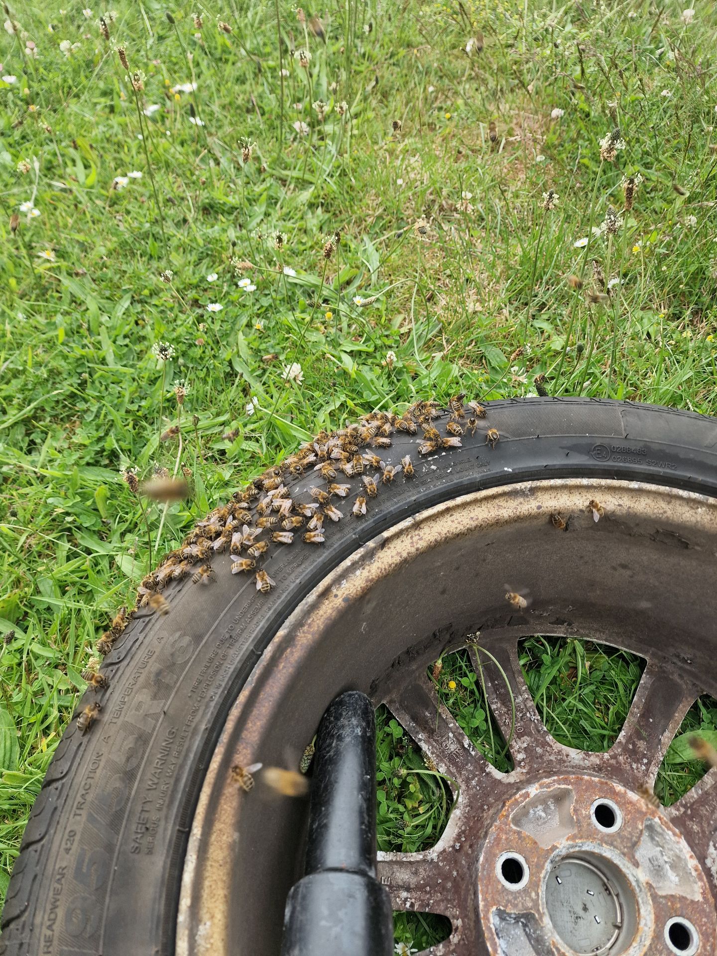 Emergency Bee Removal From Vehicle - Herd Pest Control
