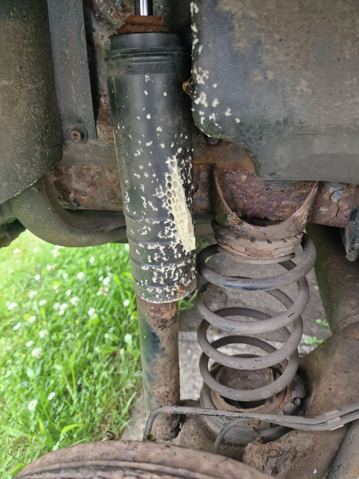 Emergency Bee Removal From Vehicle - Herd Pest Control