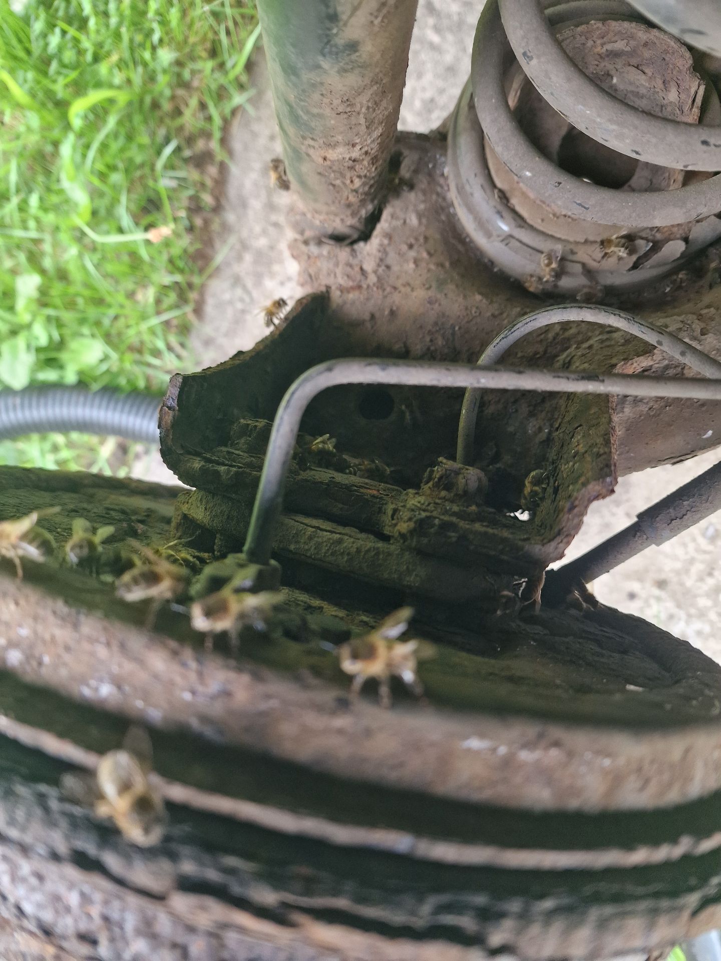 Emergency Bee Removal From Vehicle - Herd Pest Control