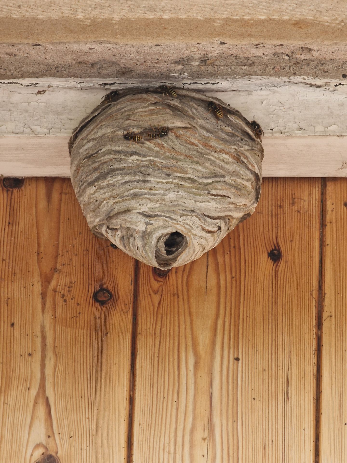 Emergency Wasp Removal - Herd Pest Control