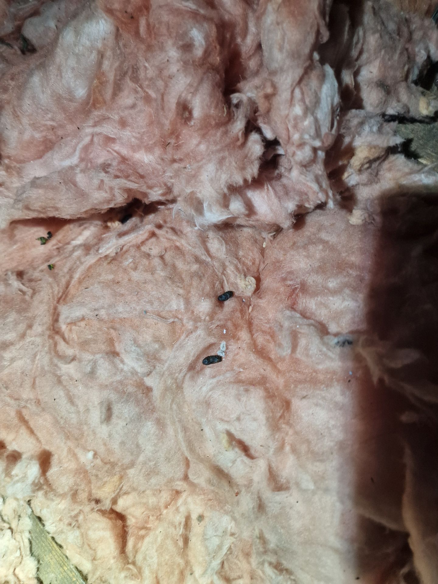 Rats in attic - Herd Pest Control