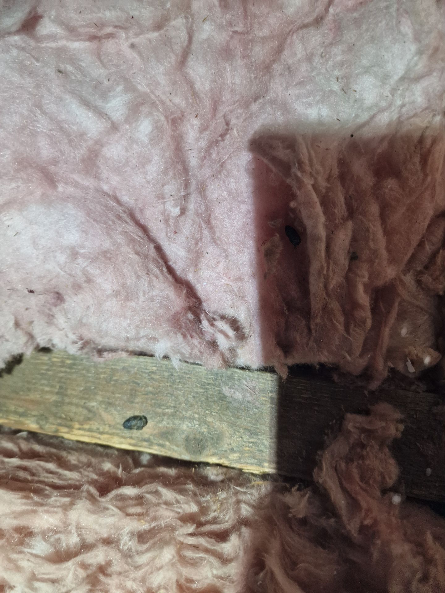 Rats in attic - Herd Pest Control