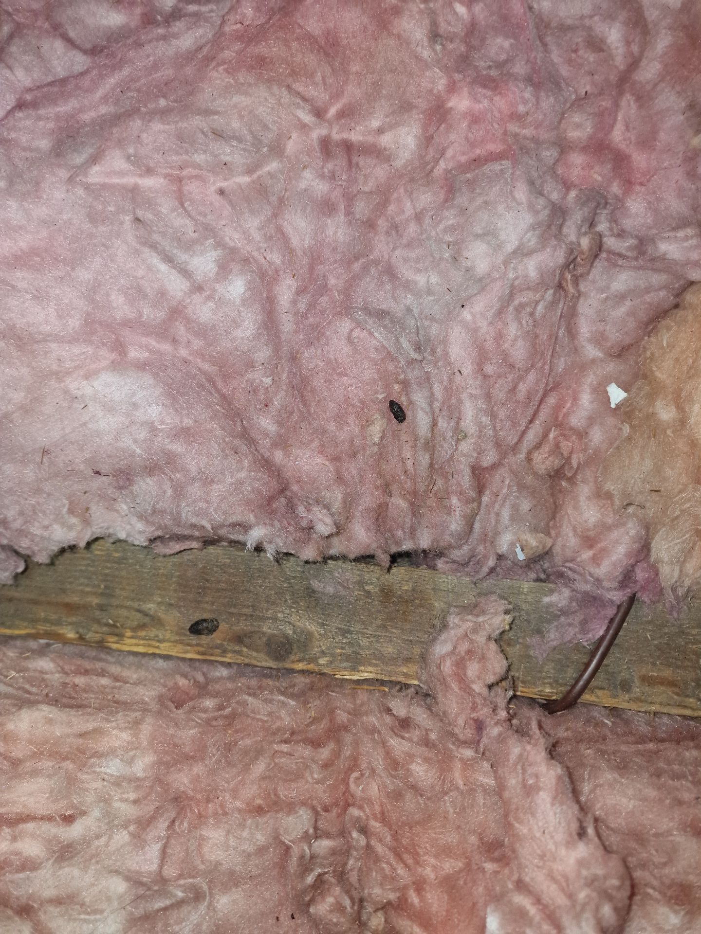 Rats in attic - Herd Pest Control