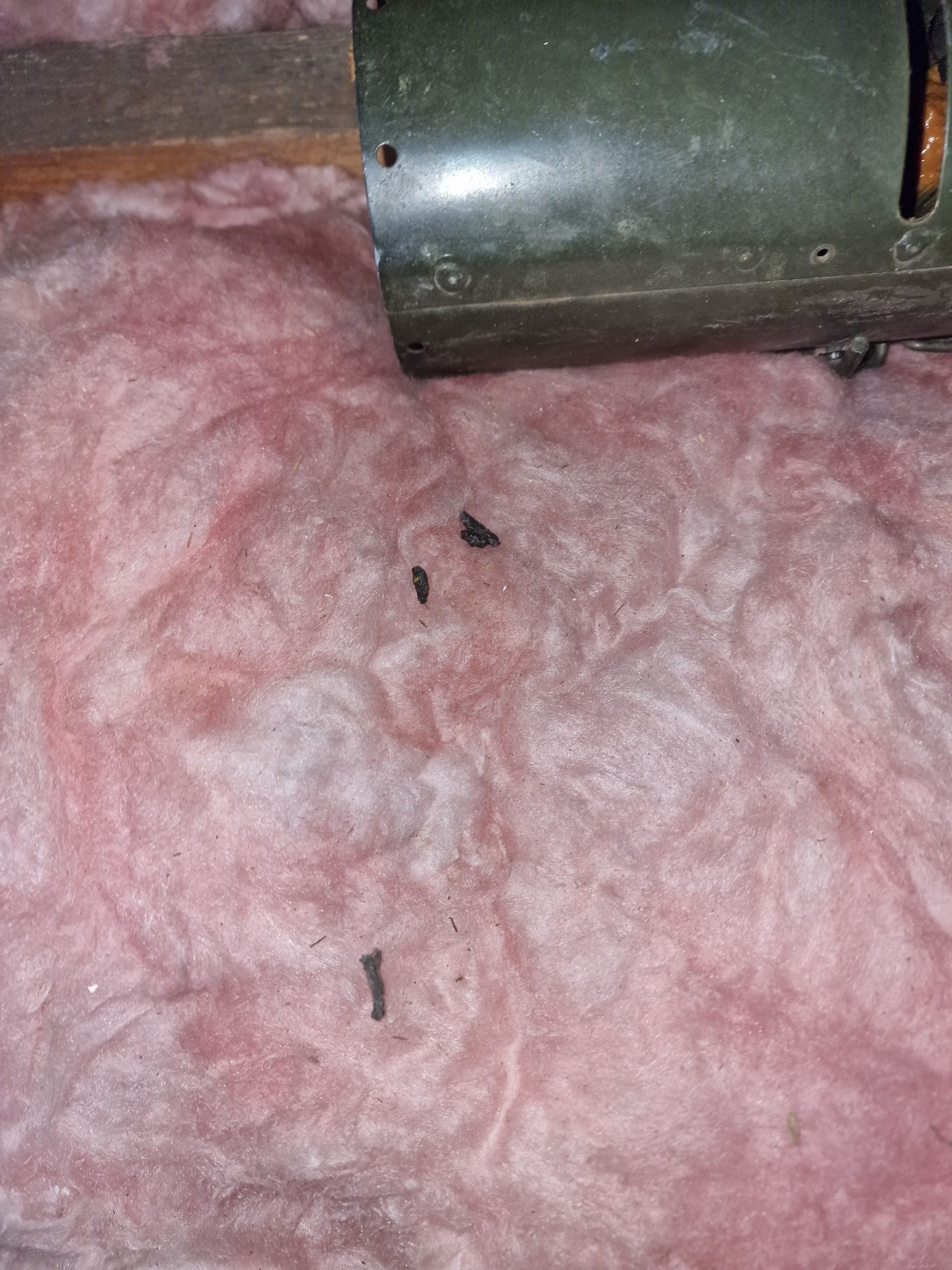 Rats in attic - Herd Pest Control