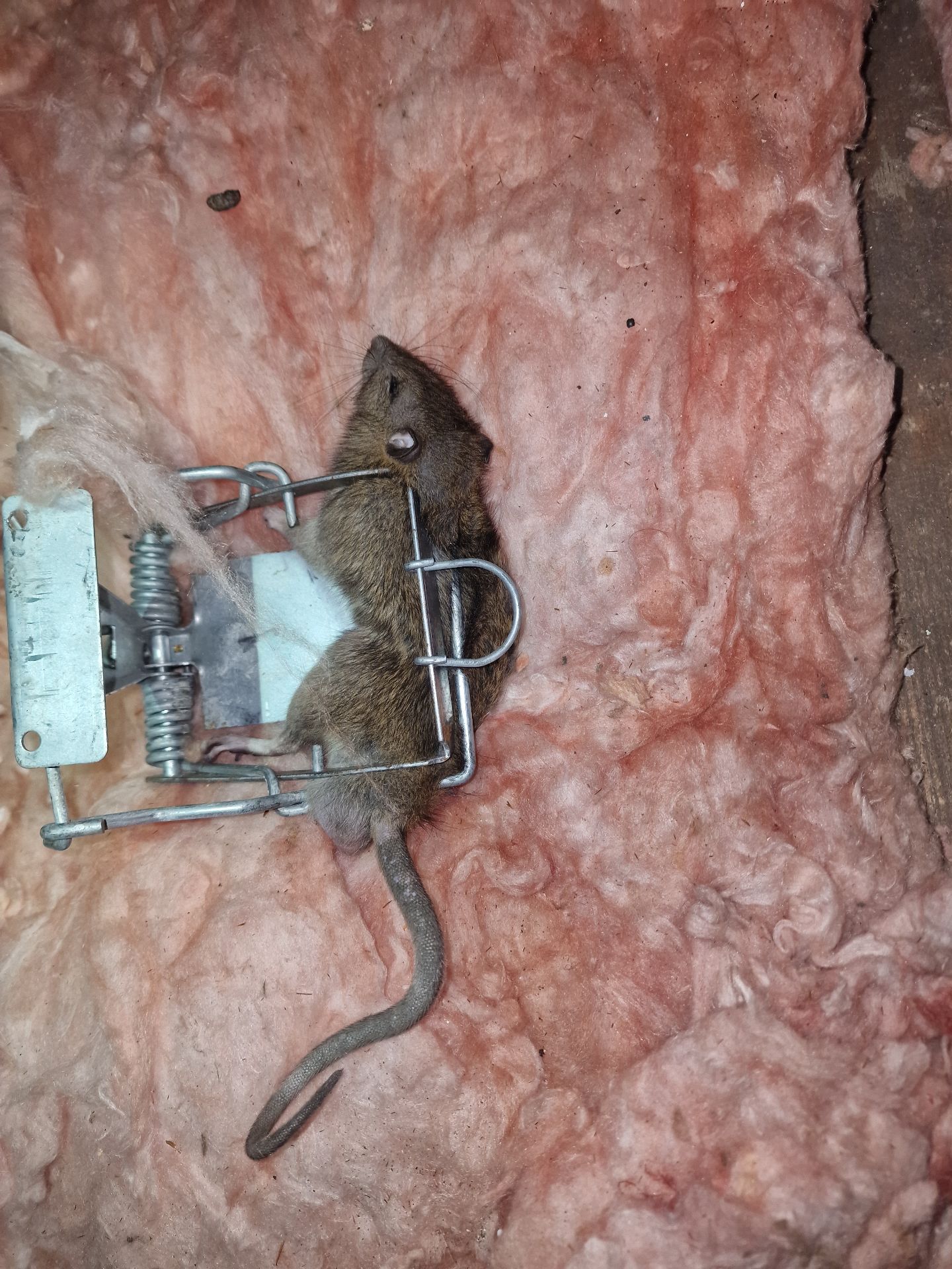 Rats in attic - Herd Pest Control