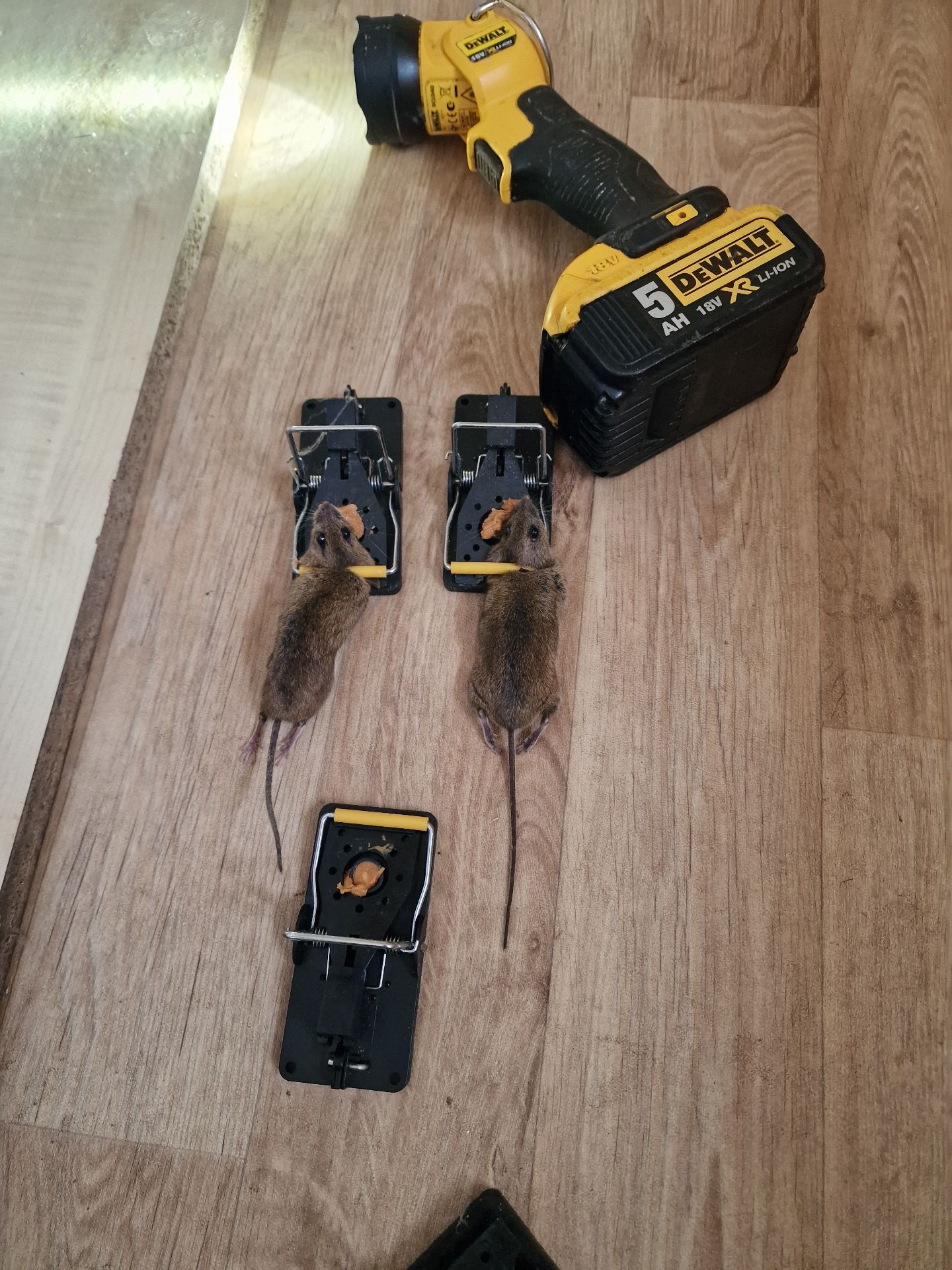Field mice and wine - Herd Pest Control