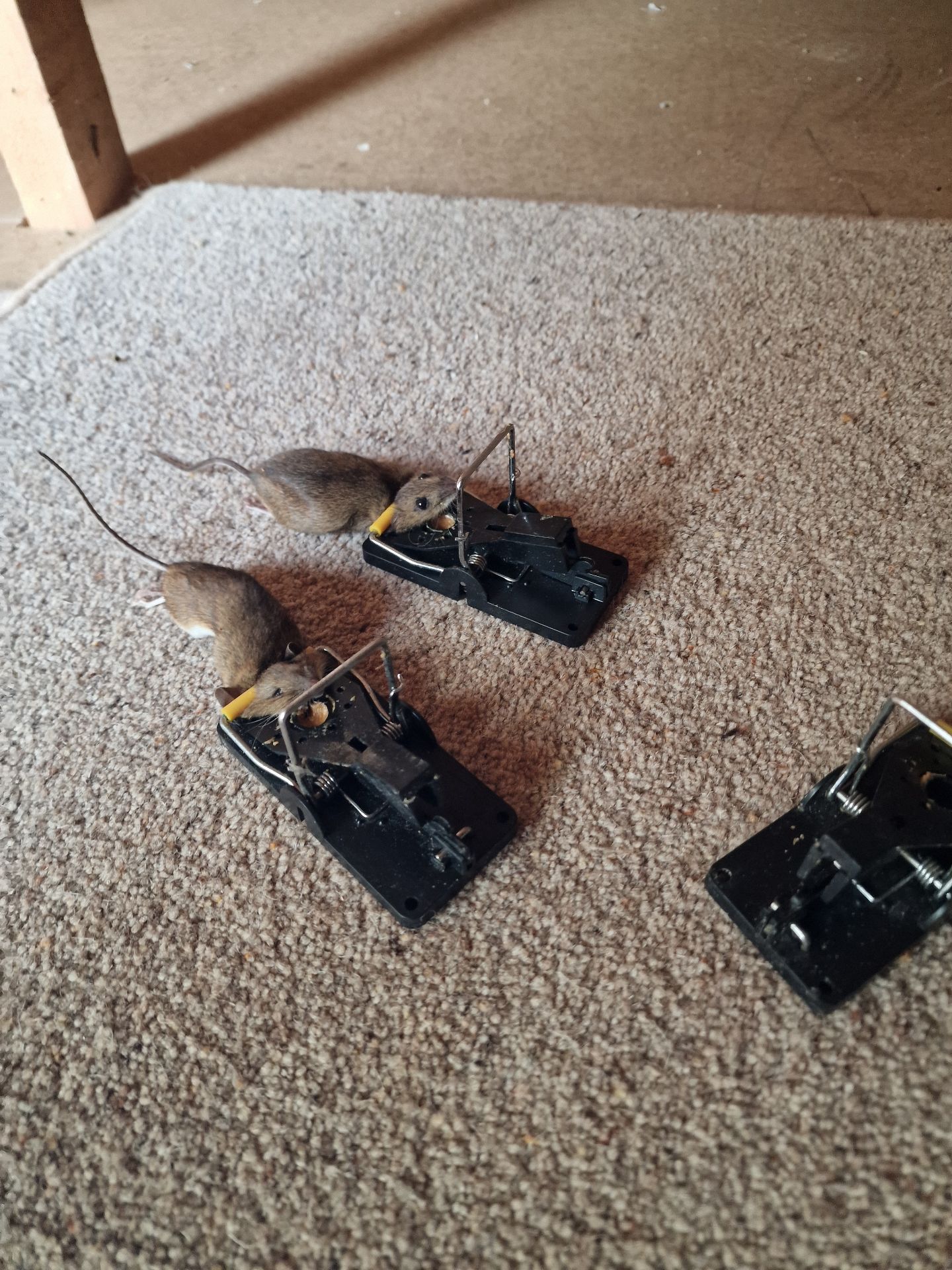 Field mice and wine - Herd Pest Control