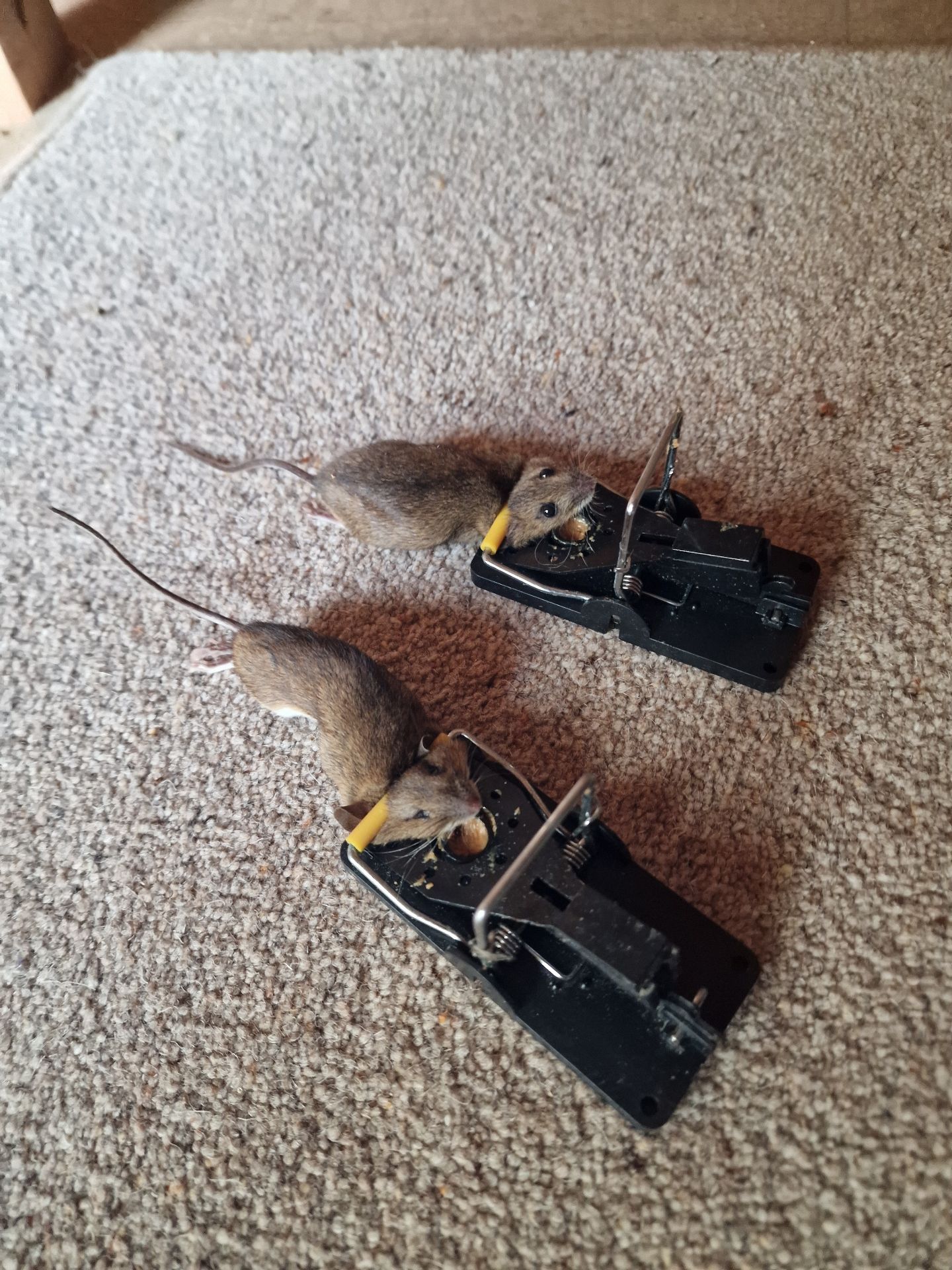 Field mice and wine - Herd Pest Control