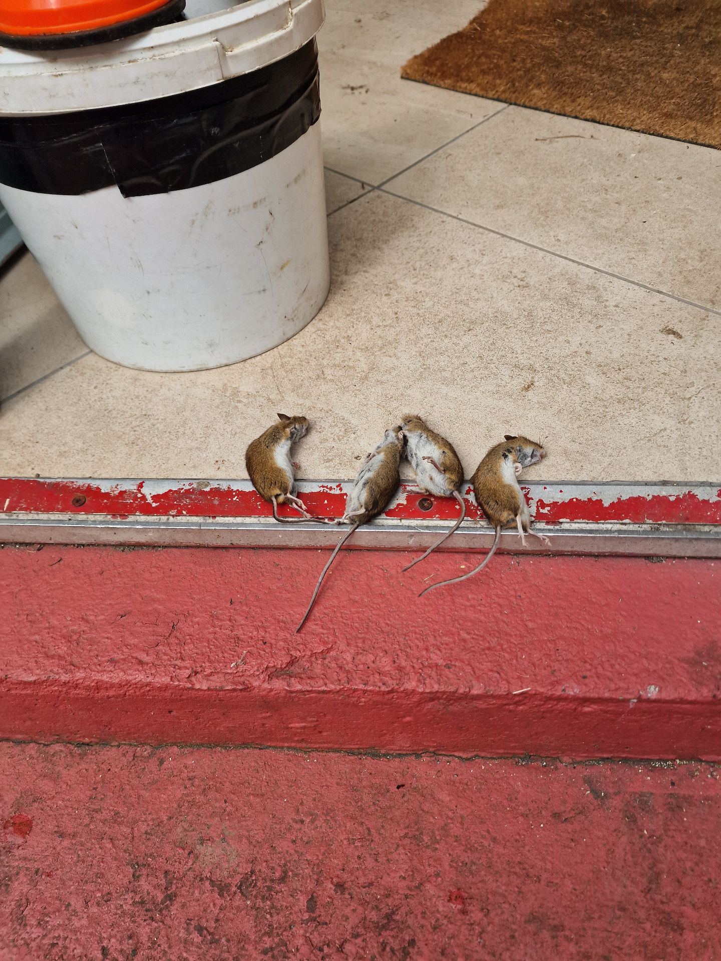 Field mice and wine - Herd Pest Control